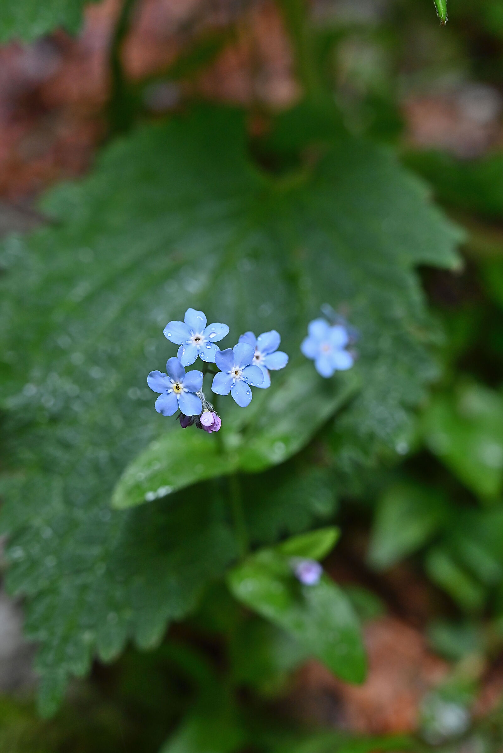 Non ti scordar di me