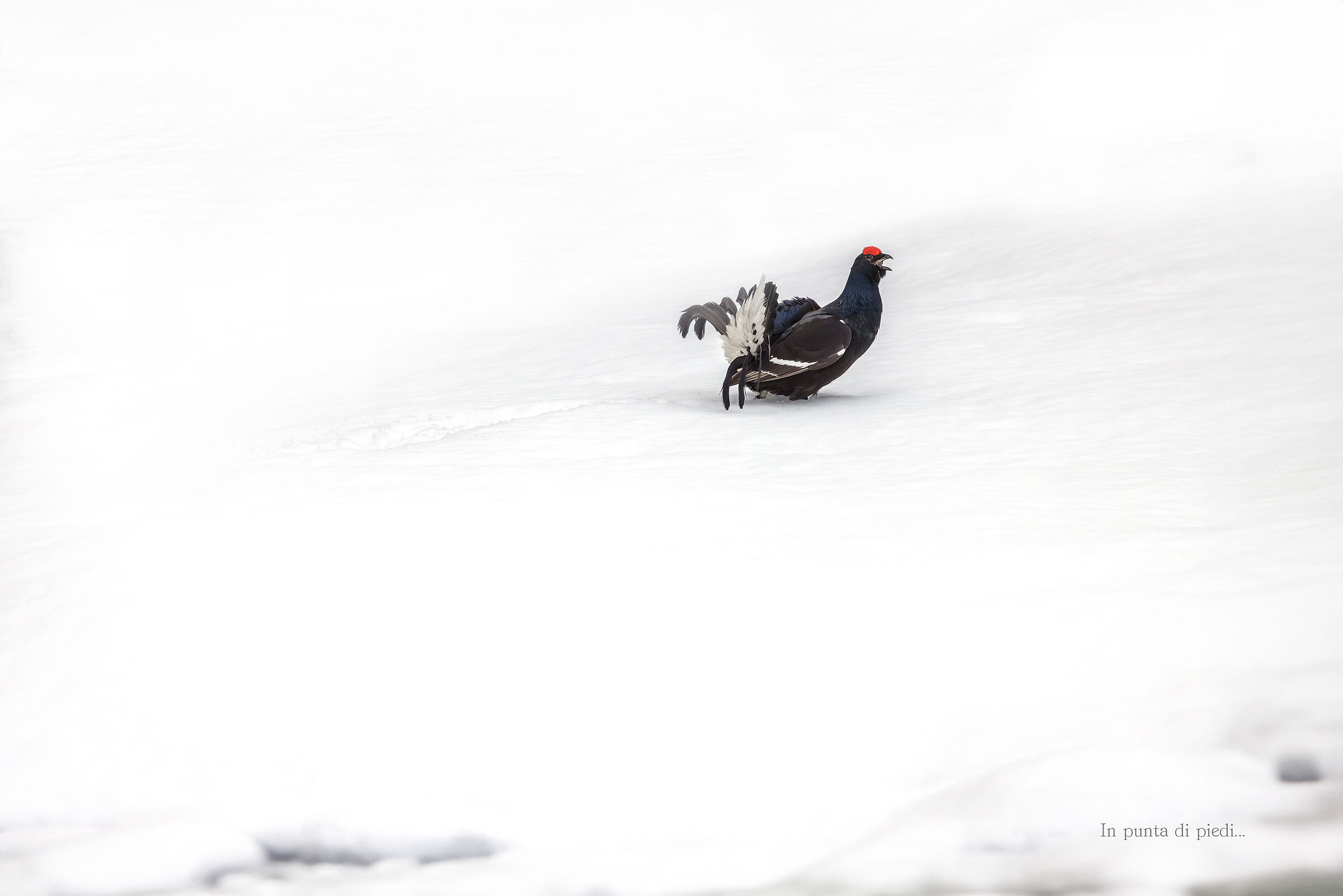 The sound of the Black Grouse - Lyrurus tetrix