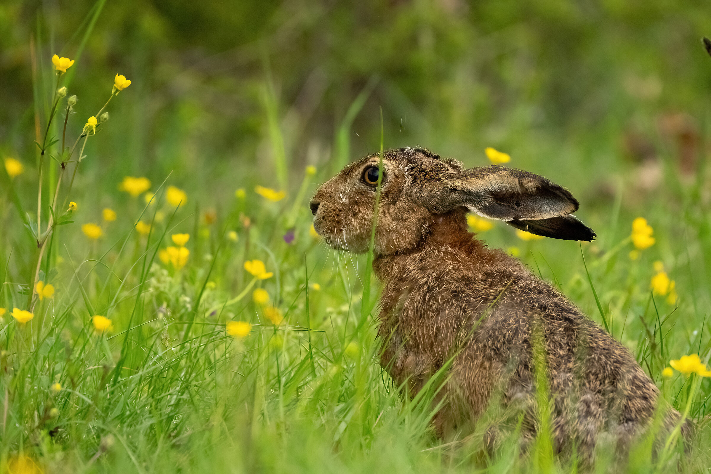 Hare in the rain