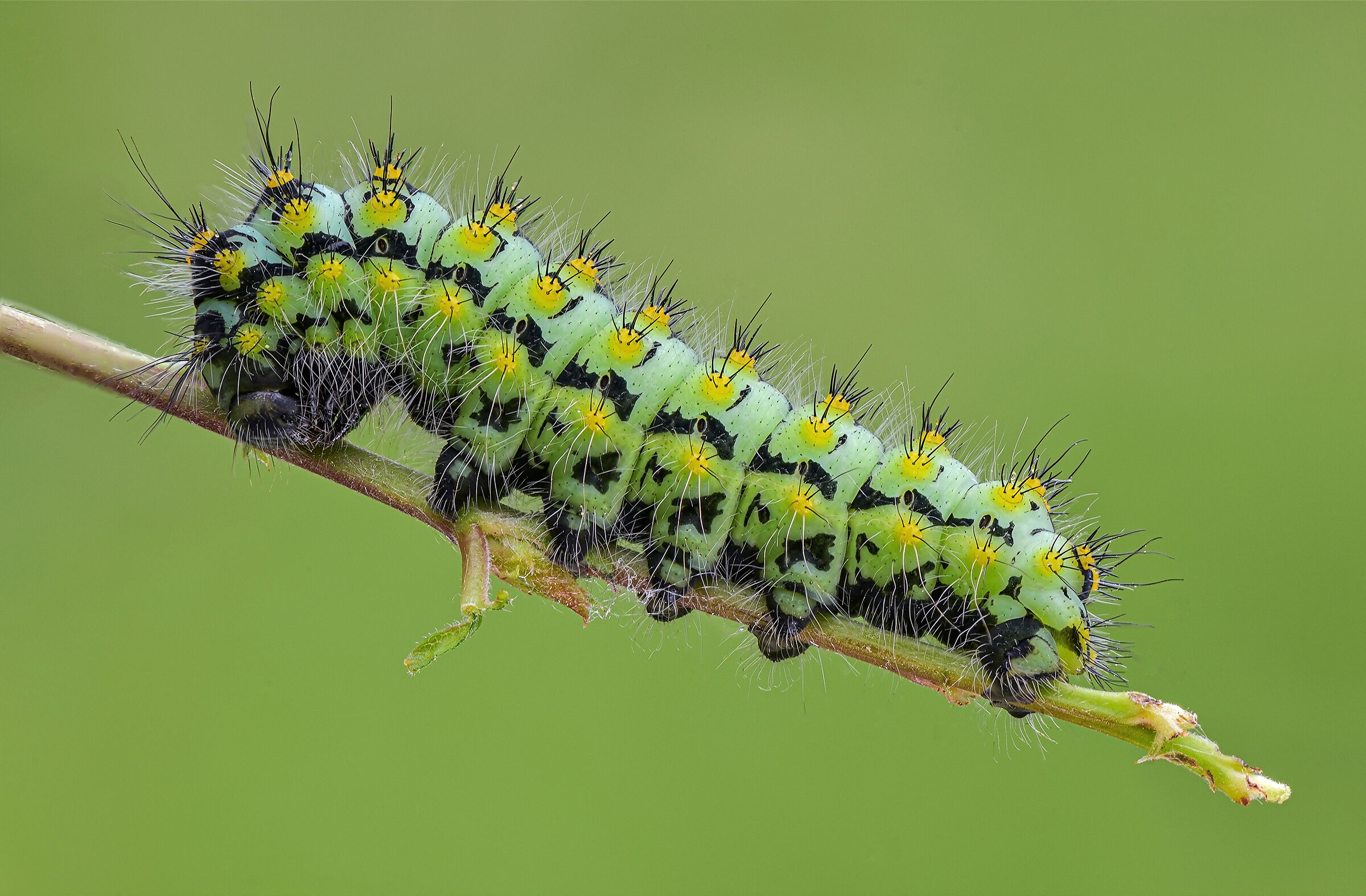 Saturnia pavoniella