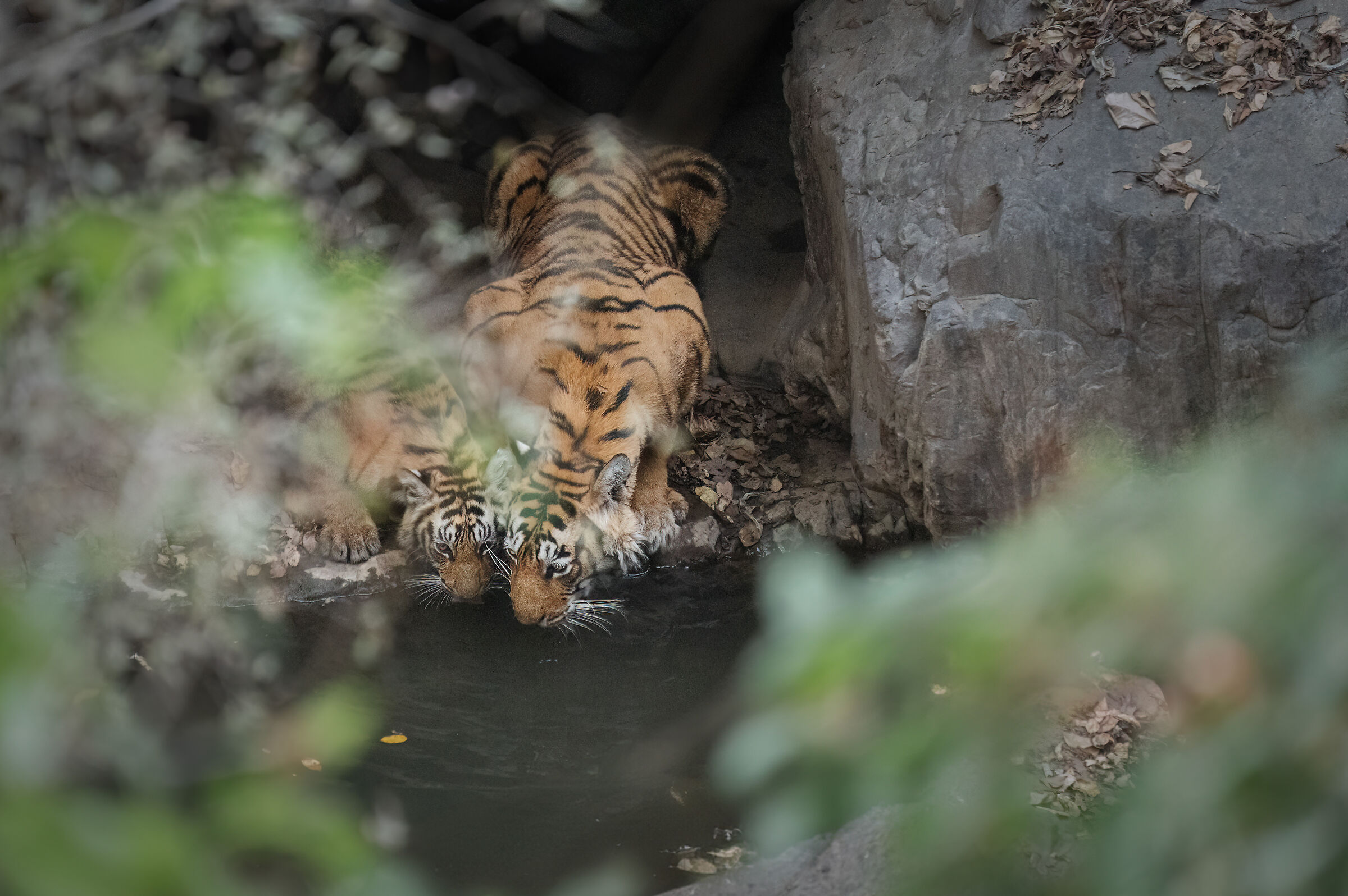 Abbeverata con la mamma