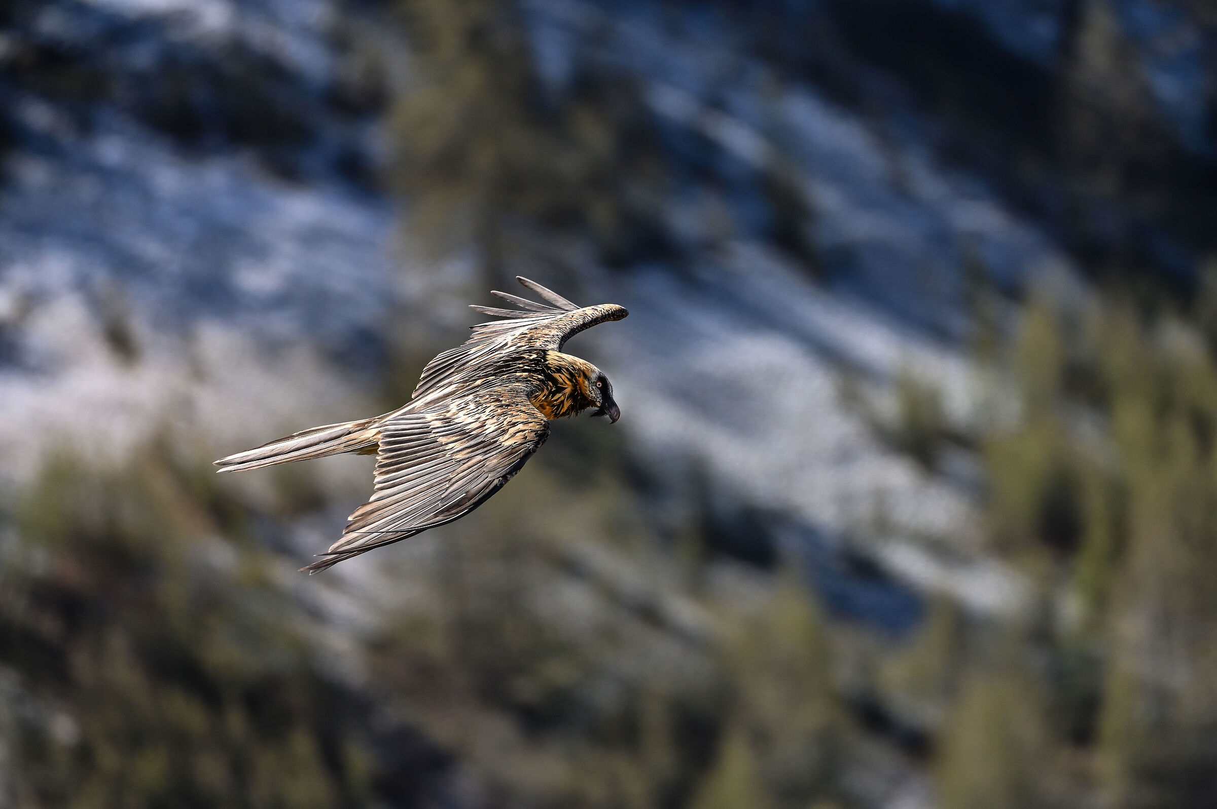 Bearded vulture
