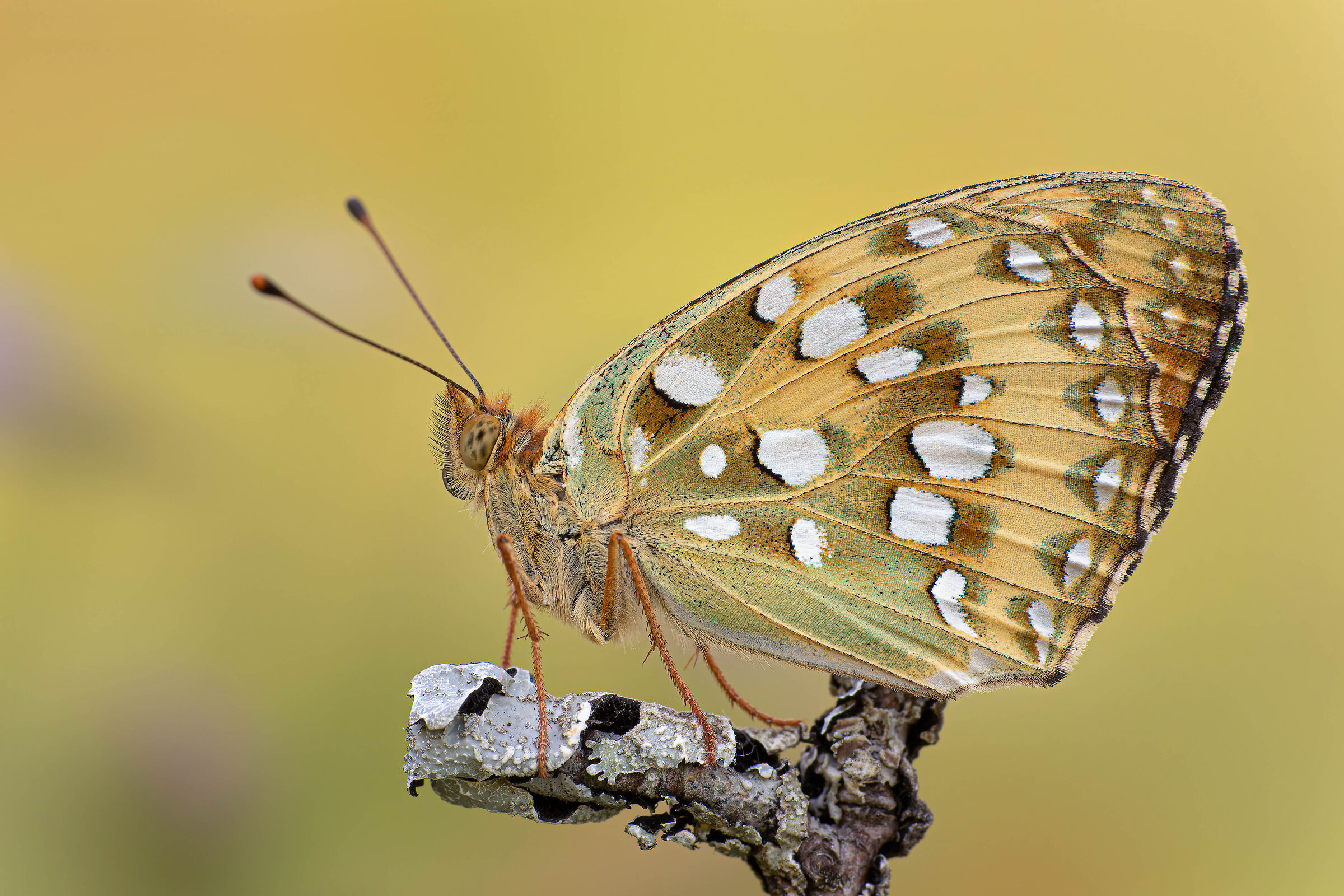 Argynnis Aglaja