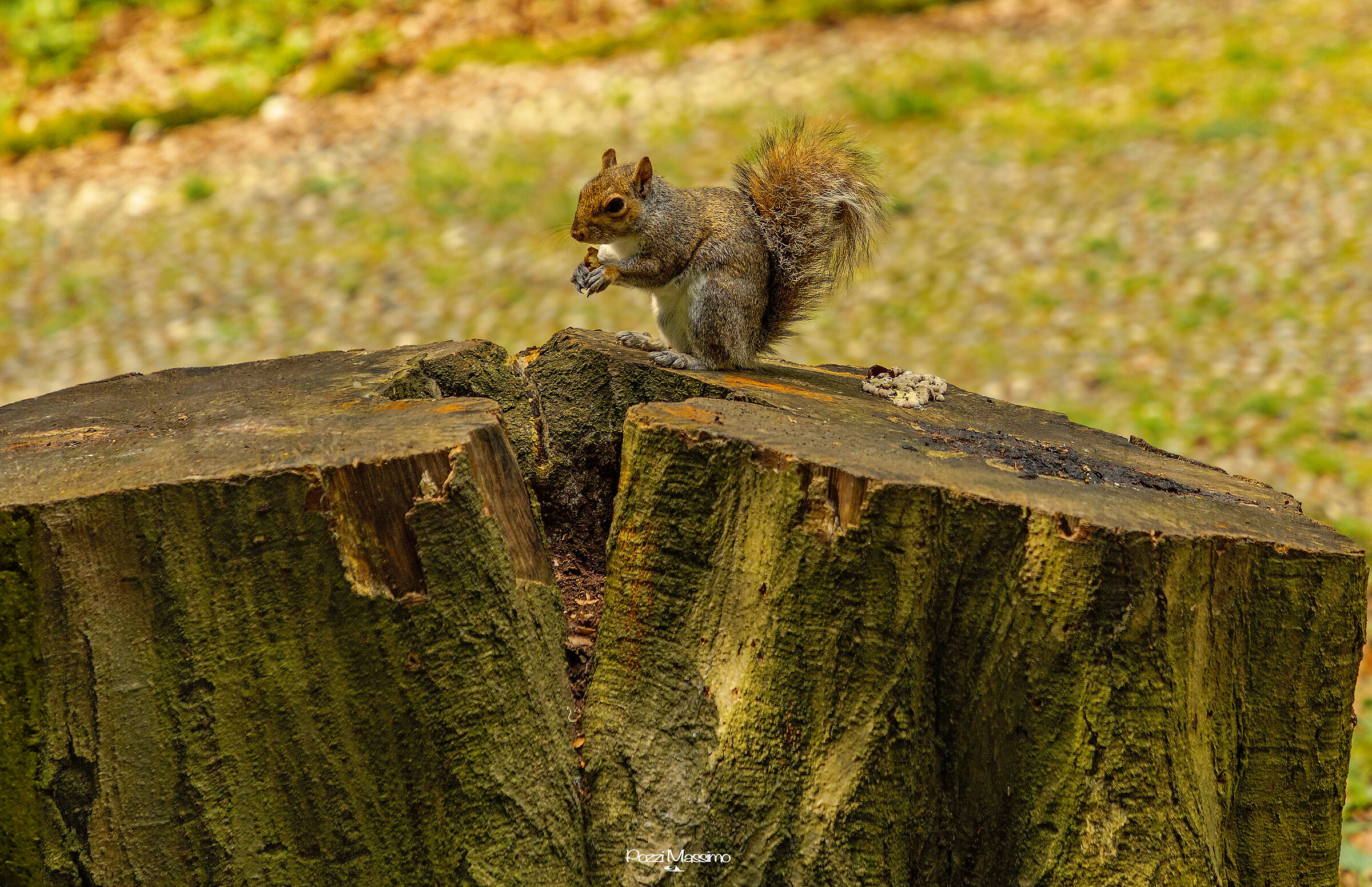 Greedy squirrel