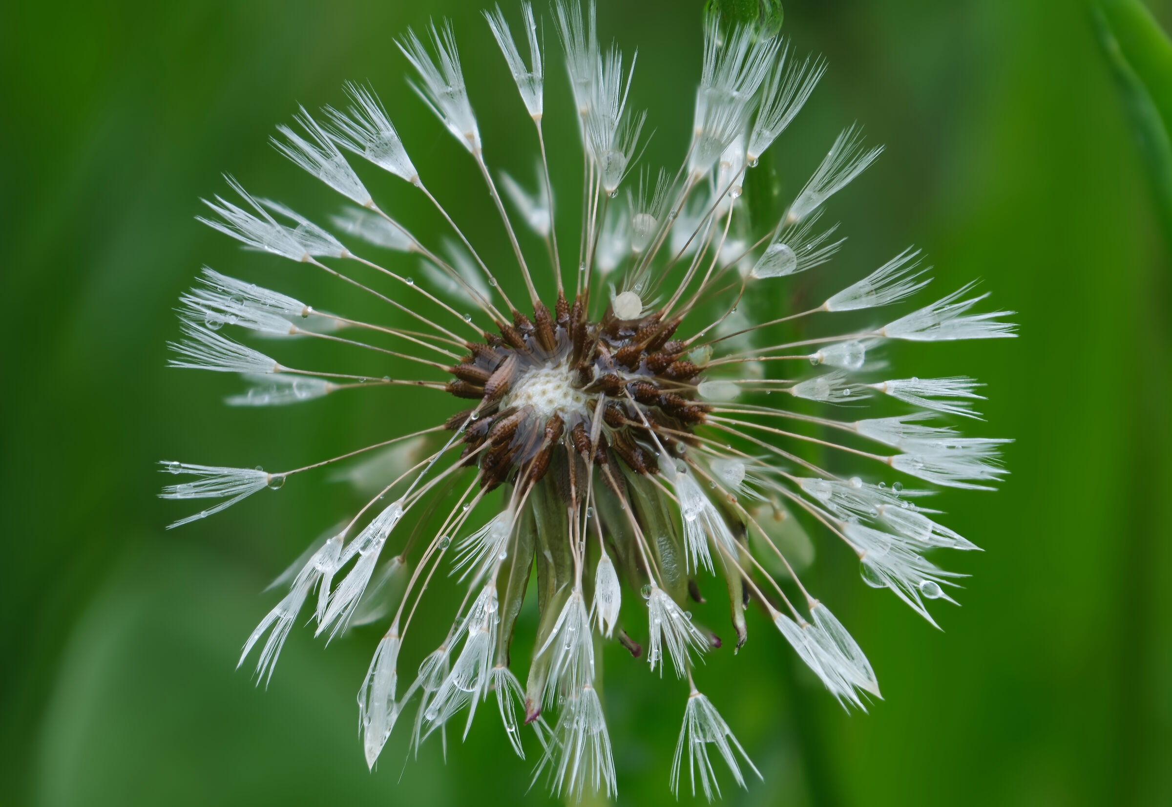 After the Rain