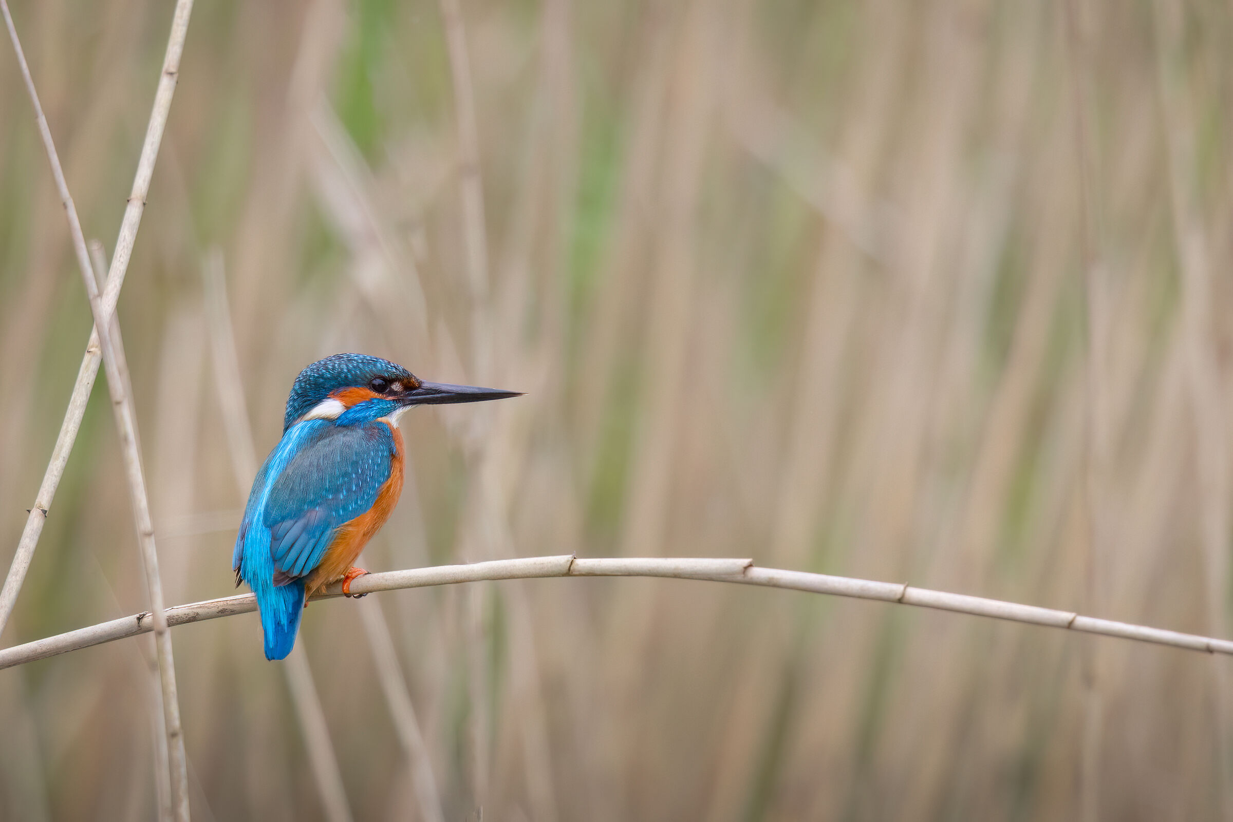 Kingfisher