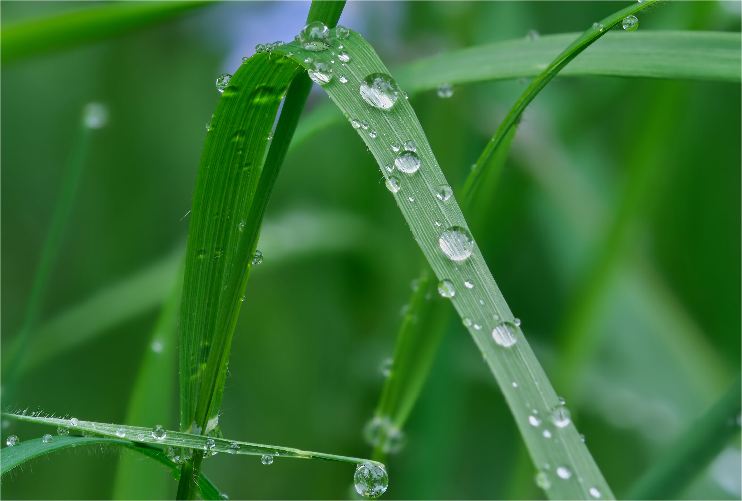 The green drops