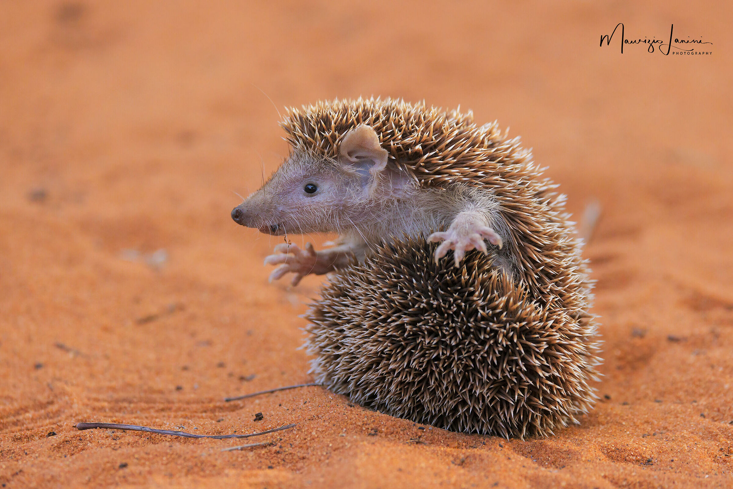 Riccio Tenrec minore