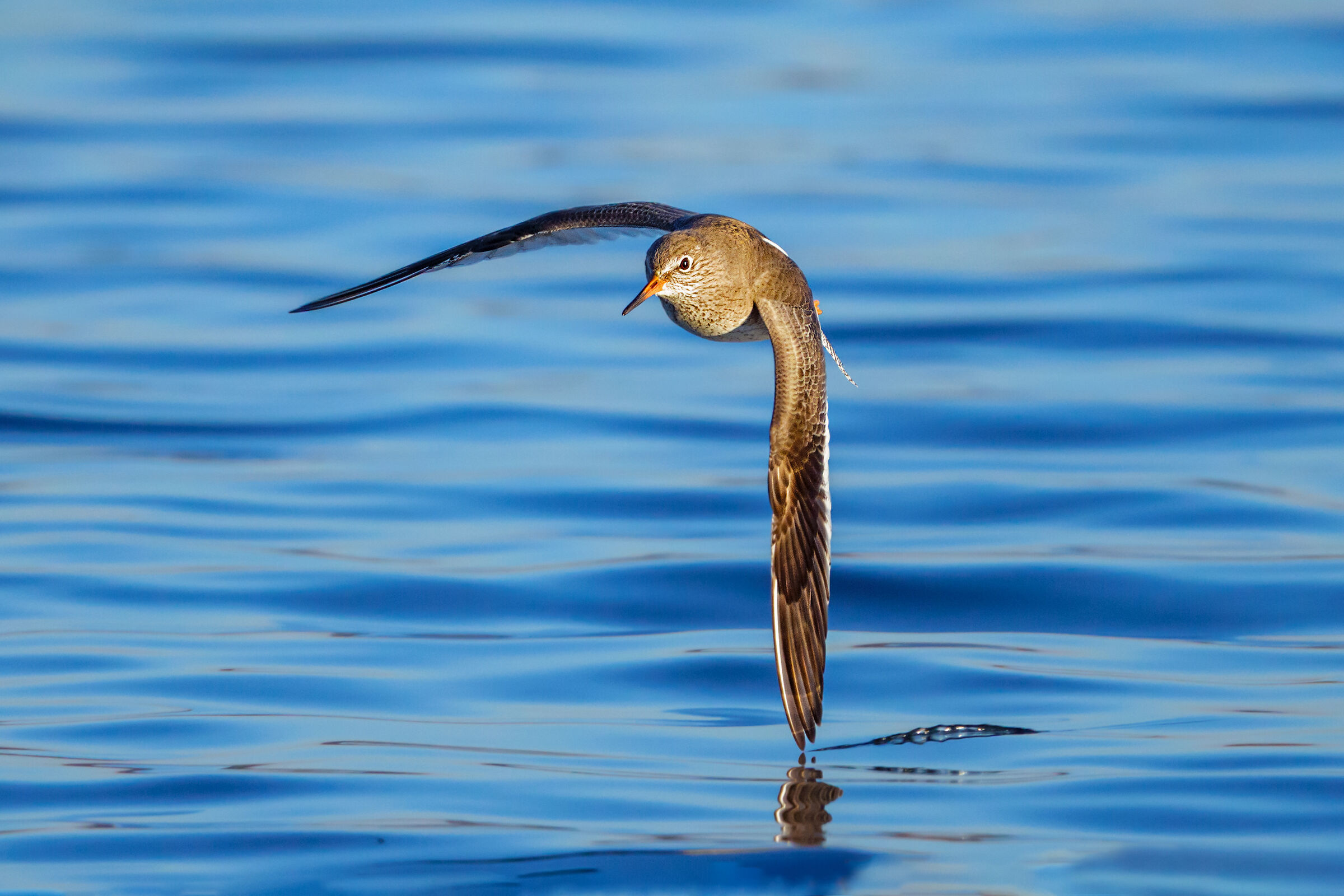 Redshank