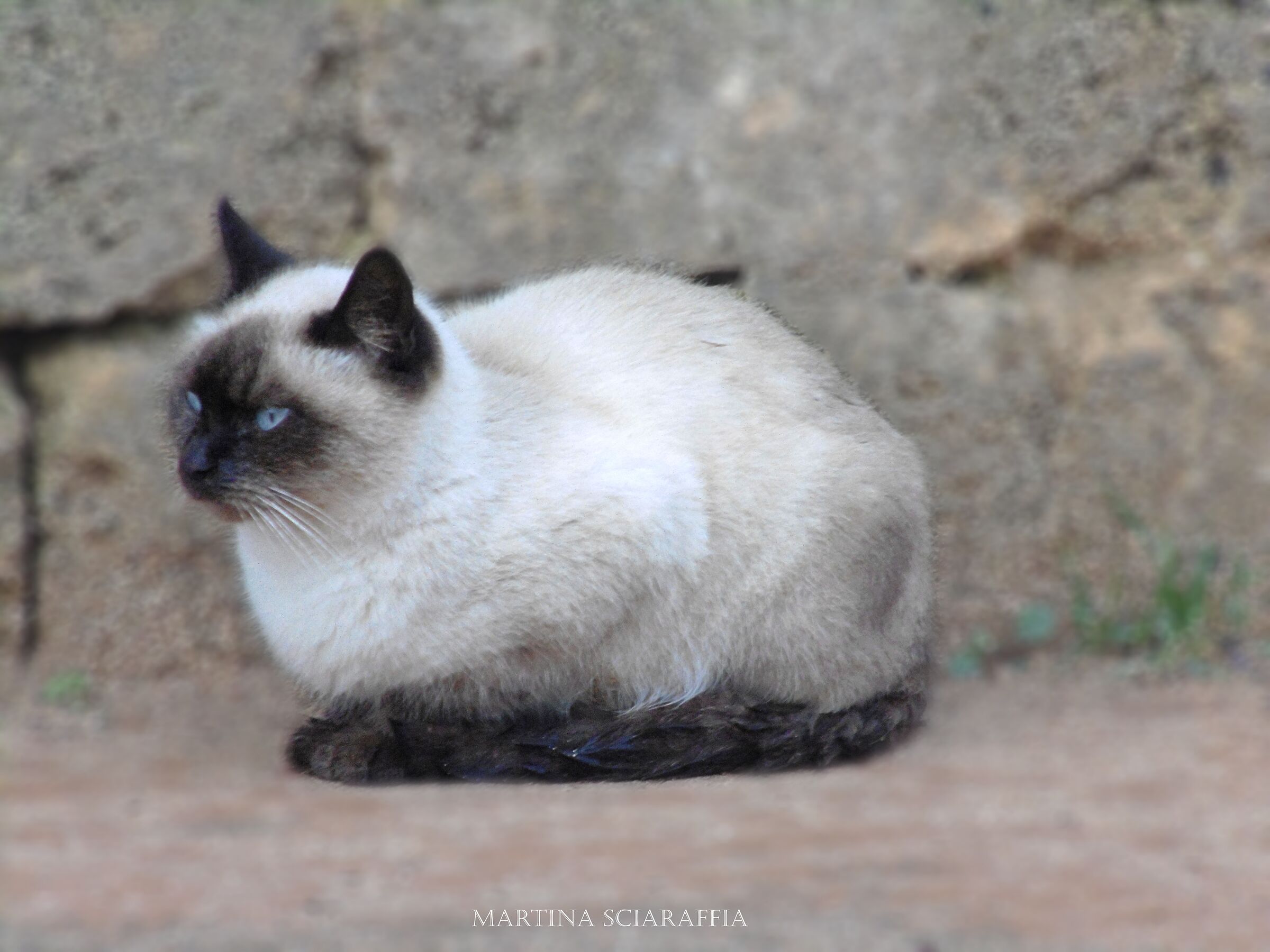Siamese cat