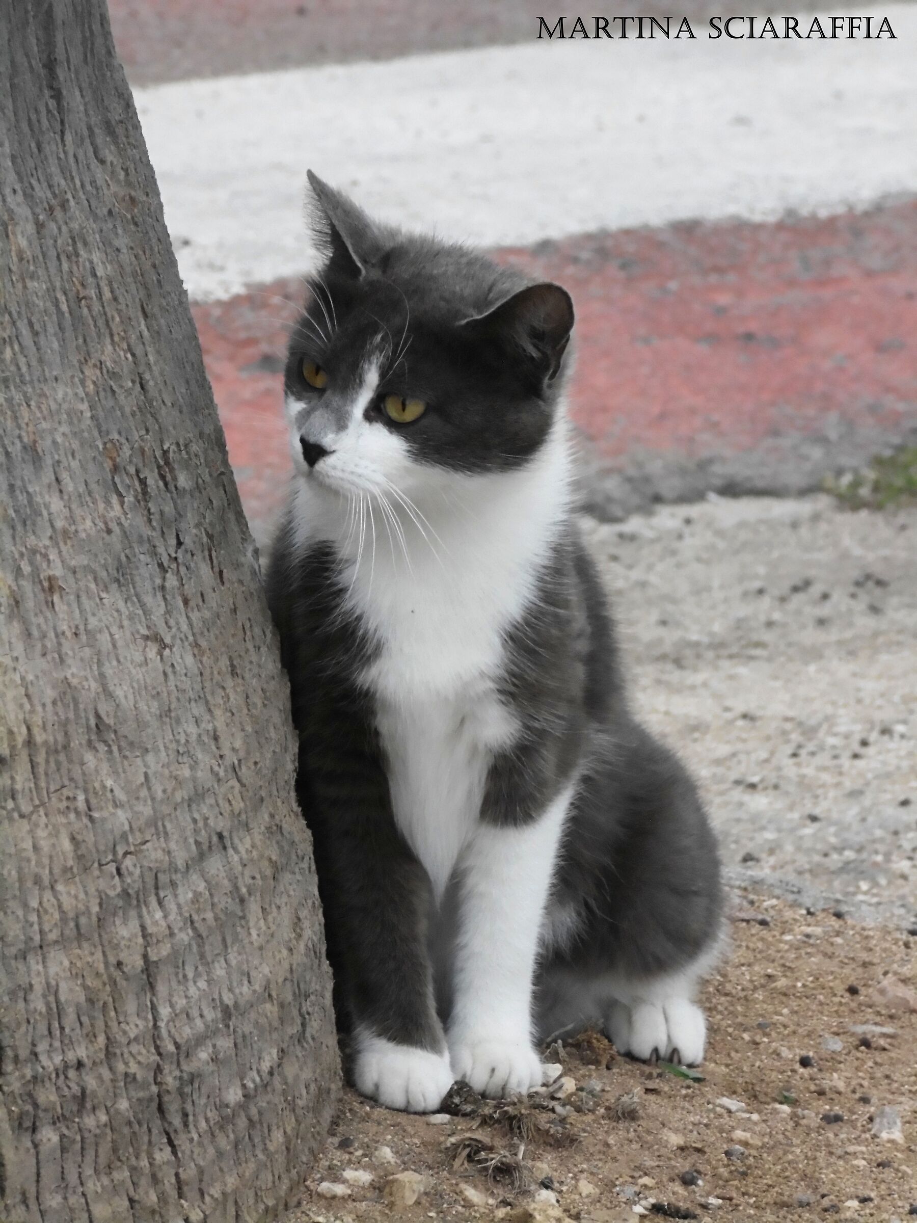 Attentive and Hidden Observer