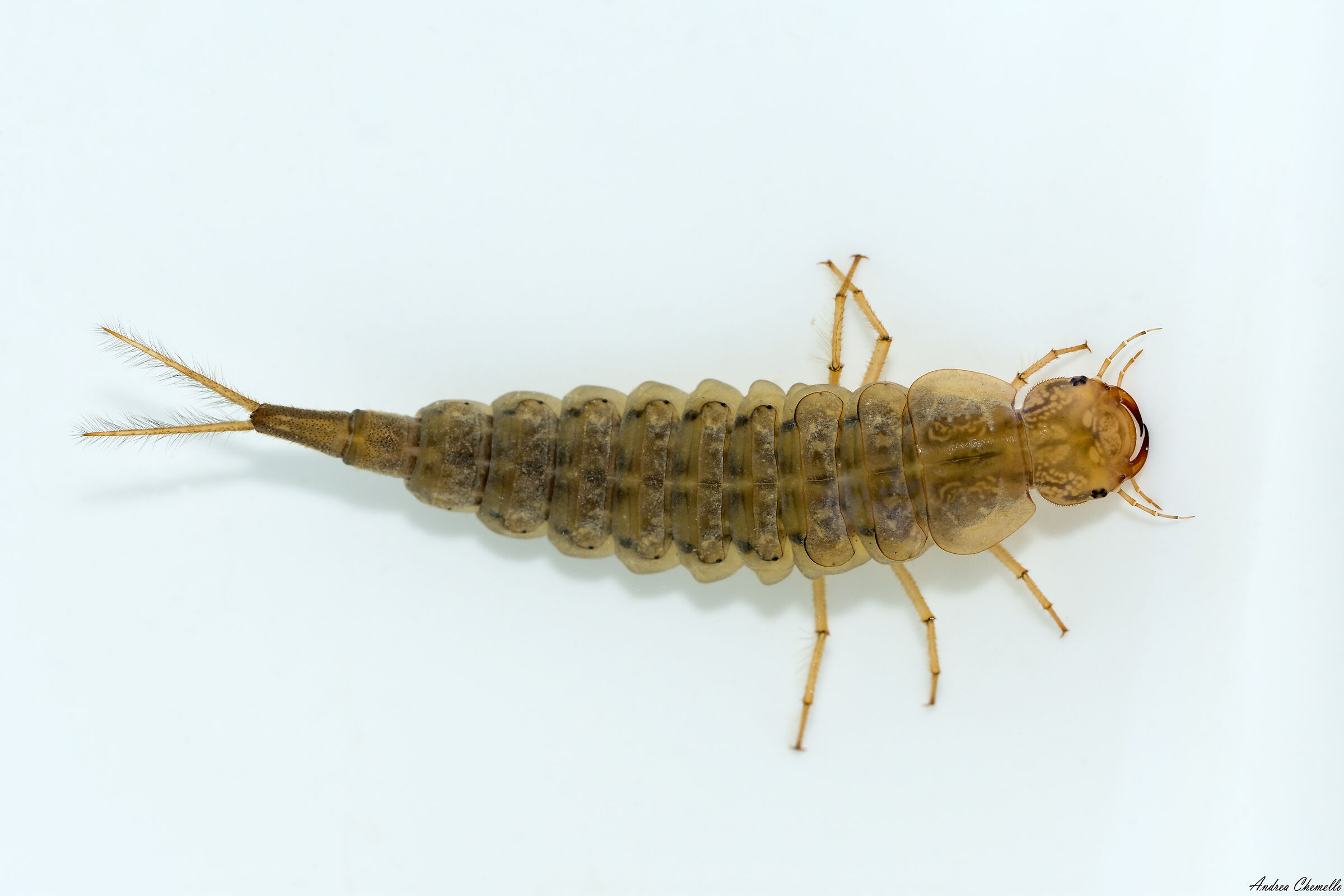 Larva di Dytiscidae