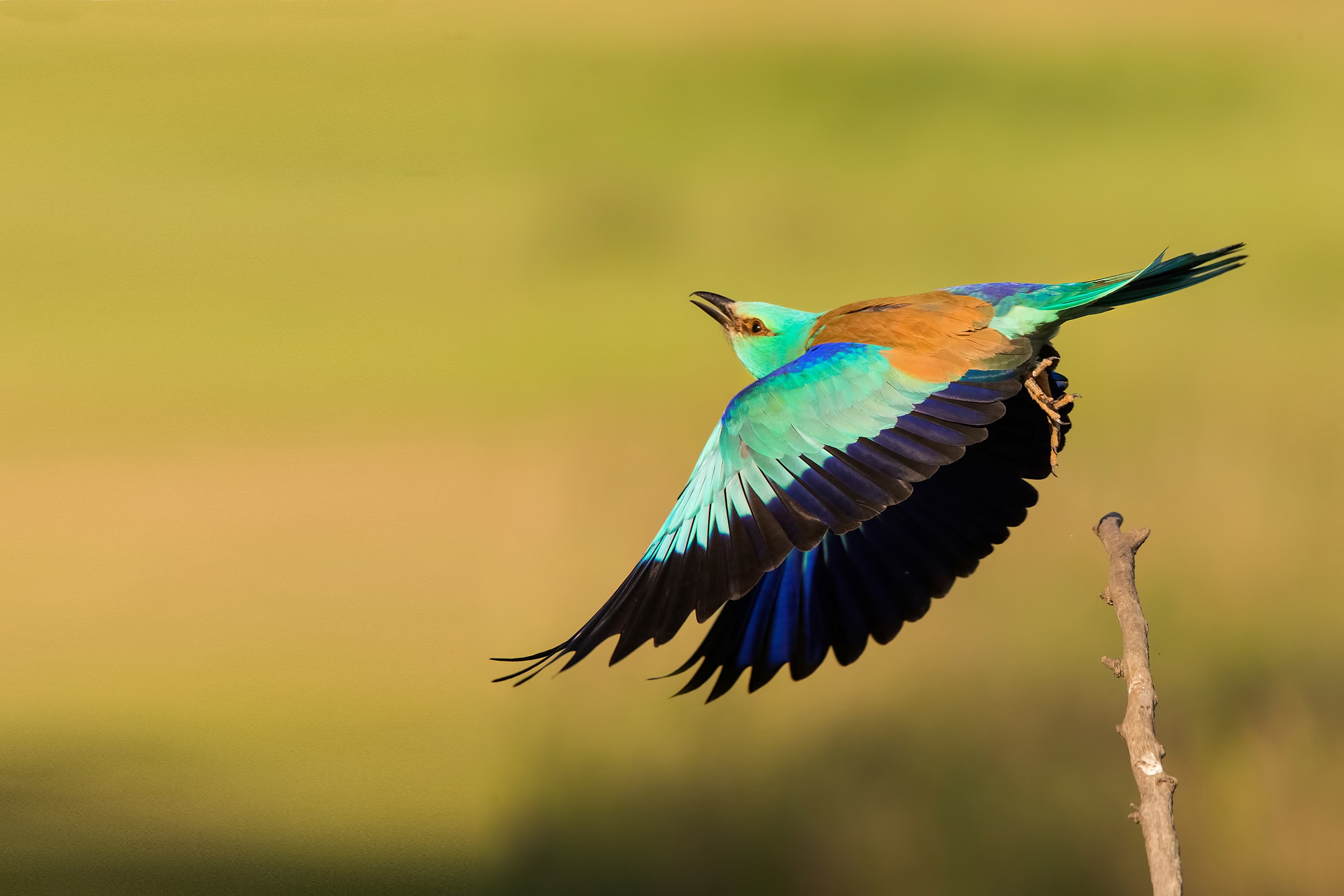Ghiandaia marina in volo