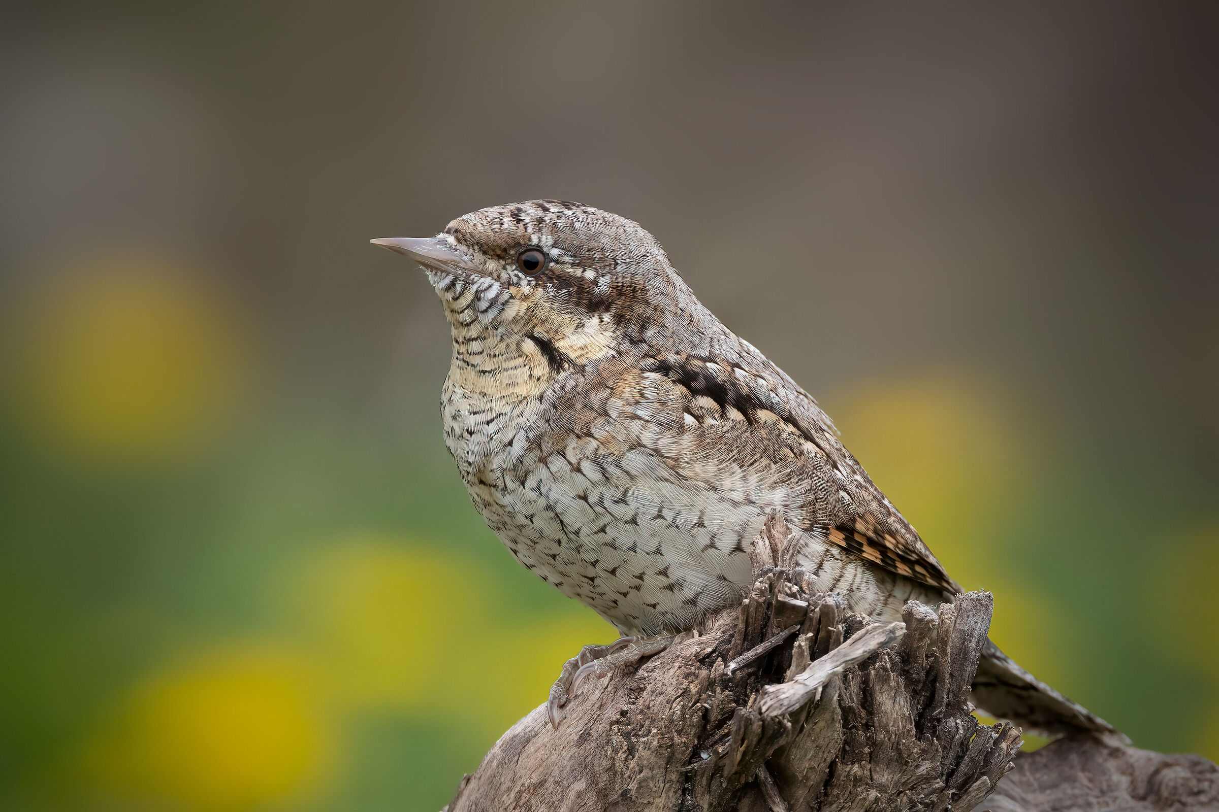 Torcicollo su sfondo di fiori di Tarassaco
