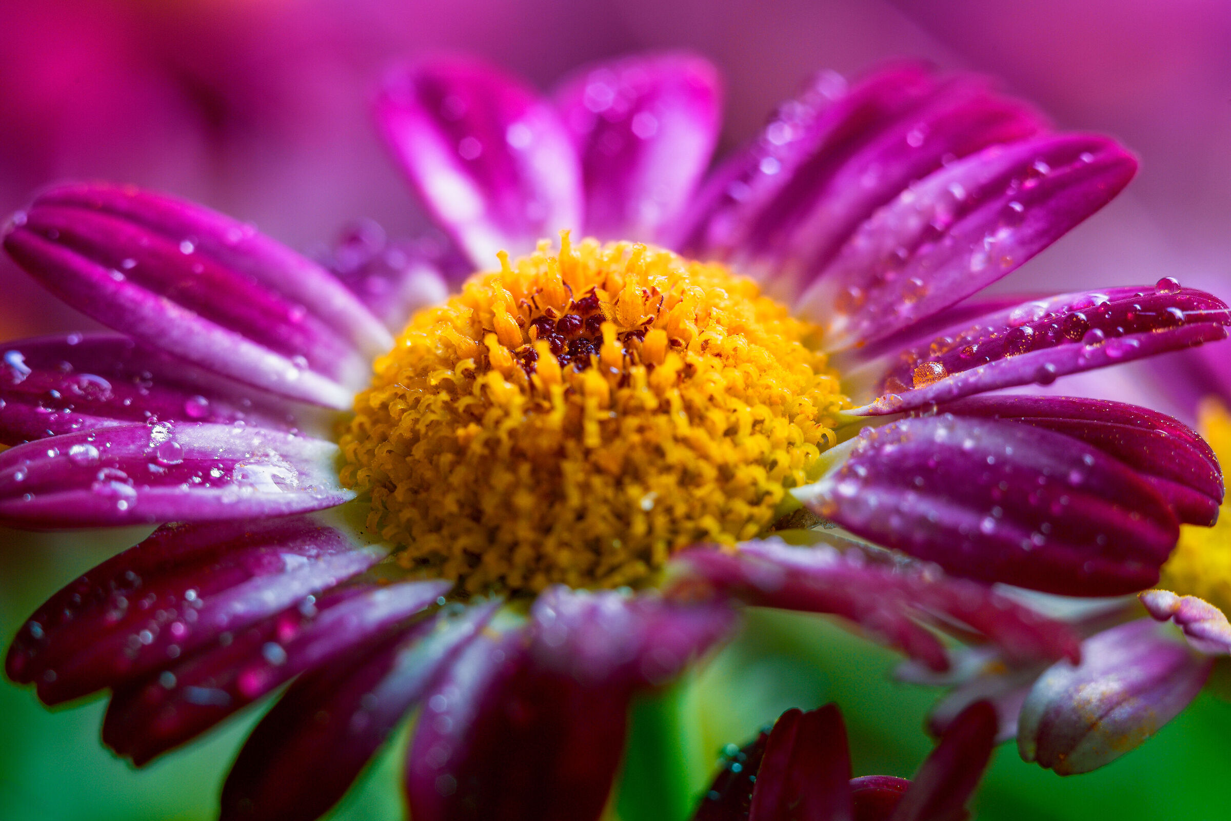 Arctotis