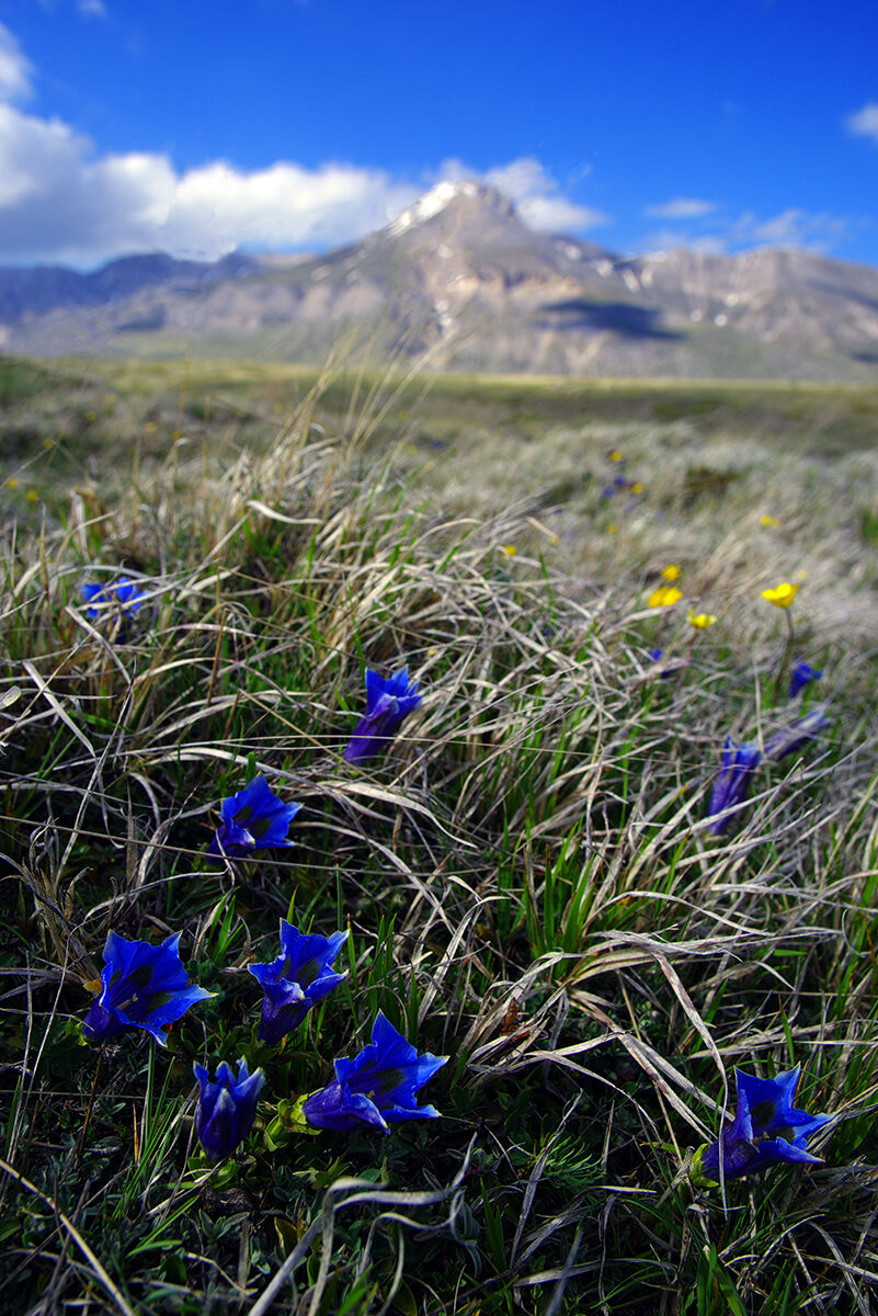 Spring blooms in Campo Imperatore