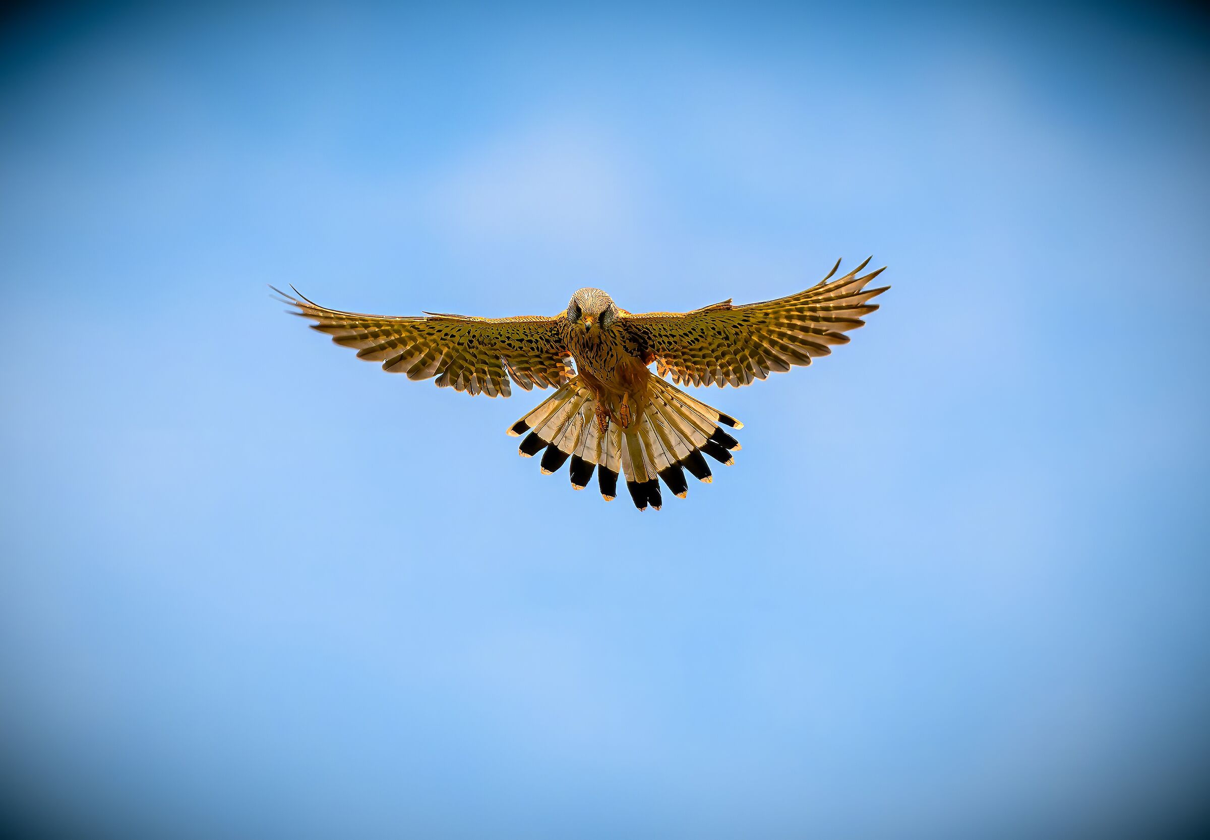 Marsh Harrier