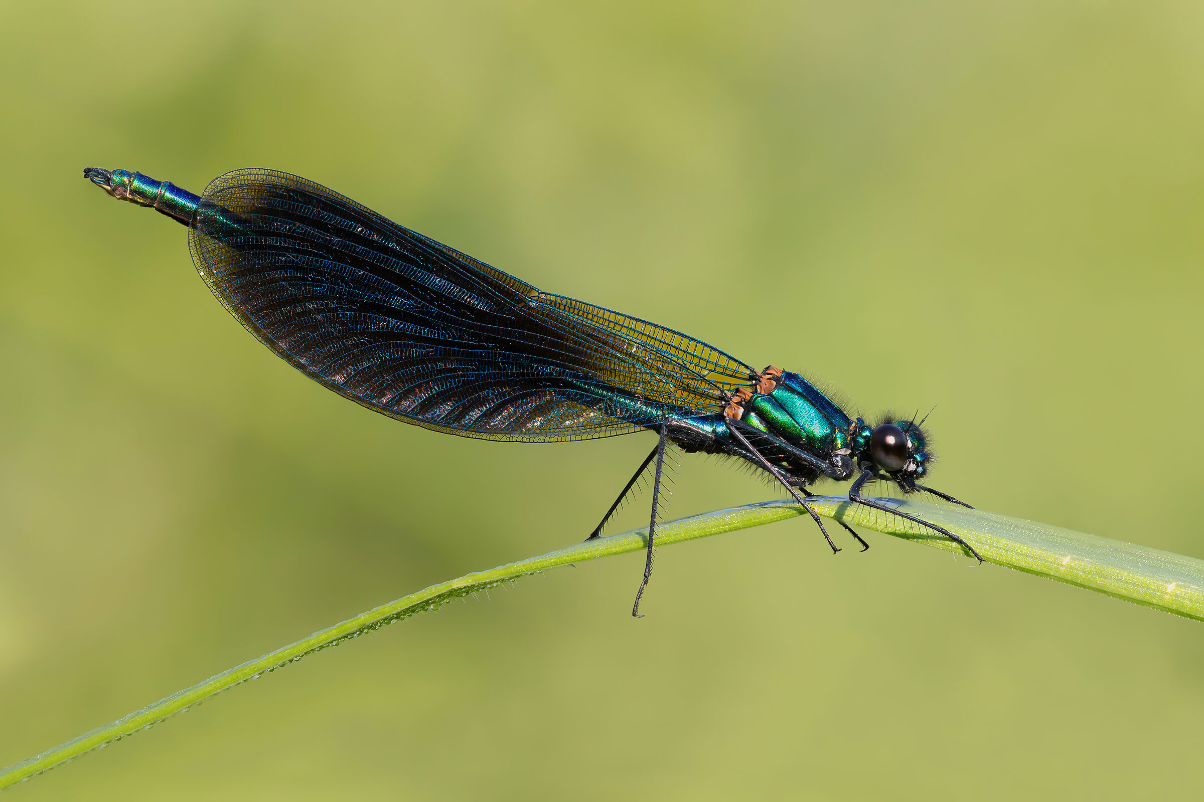 Calopteryx splendens male