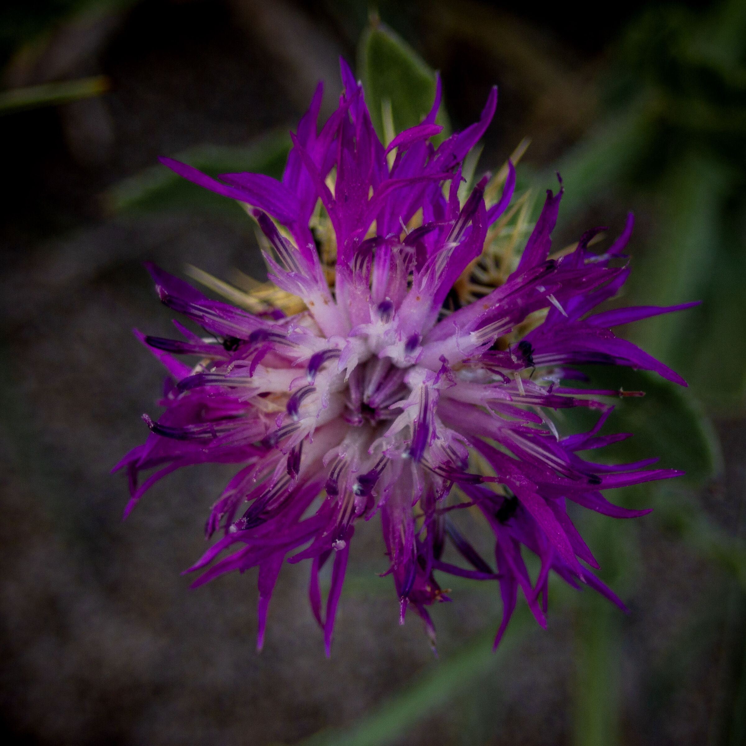 Fiordaliso Delle Spiaggie