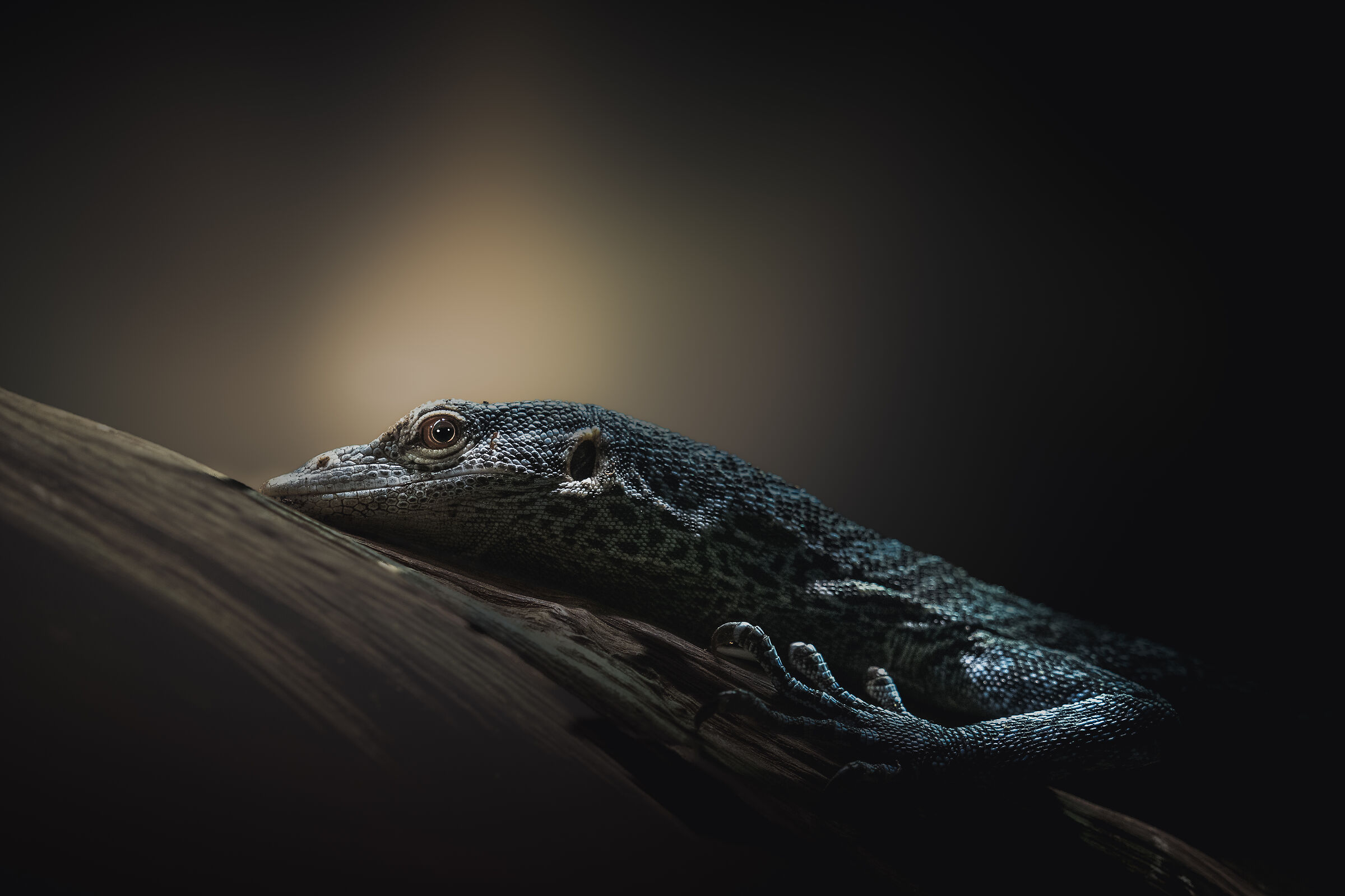 Atteggiamento rettile