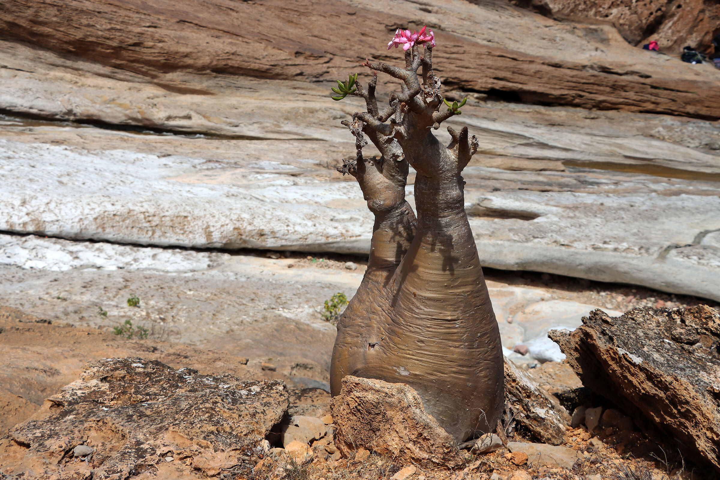 S O C O T R A - it's life among the rocks