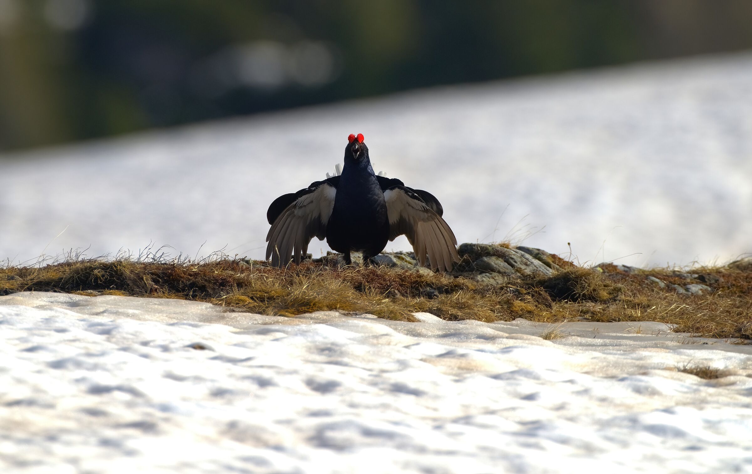 gallo forcello in arena