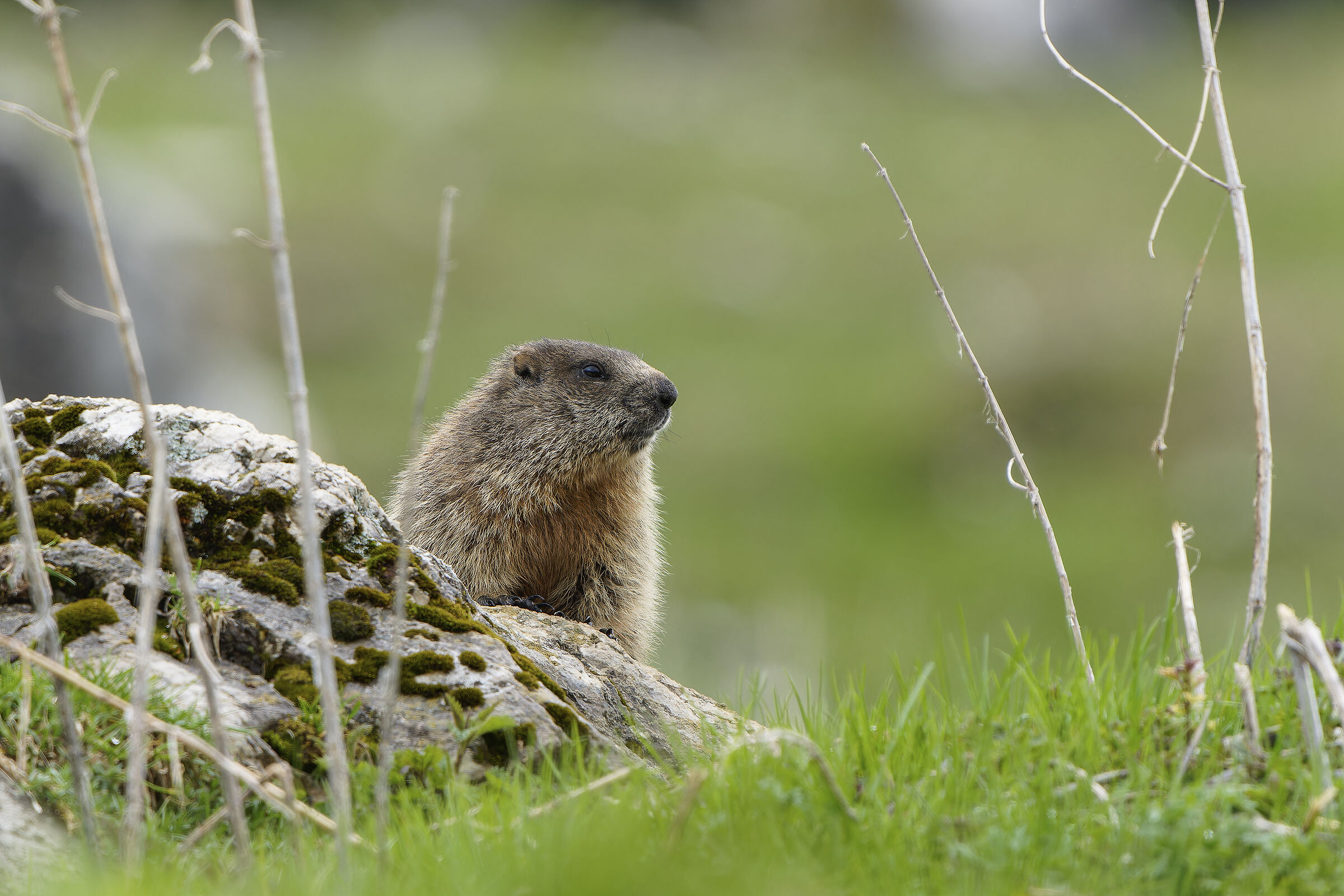 Marmotta - alpi Giulie