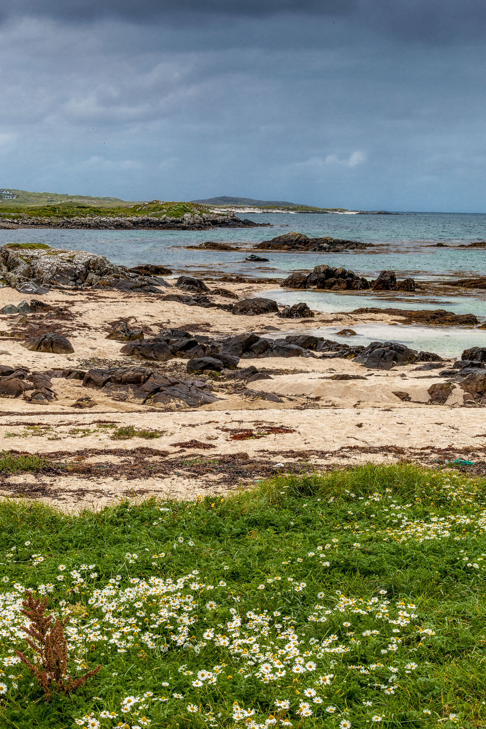 The sea and the daisies.
