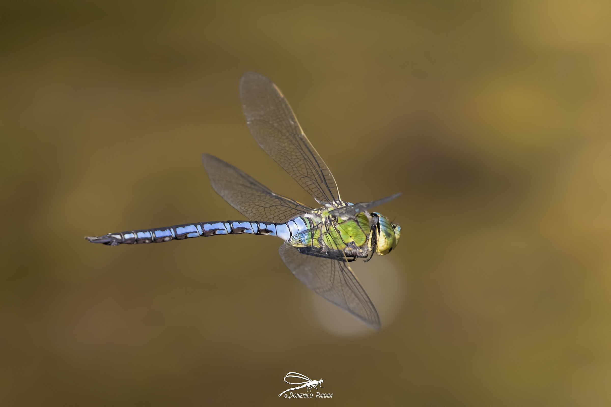 Anax Imperator