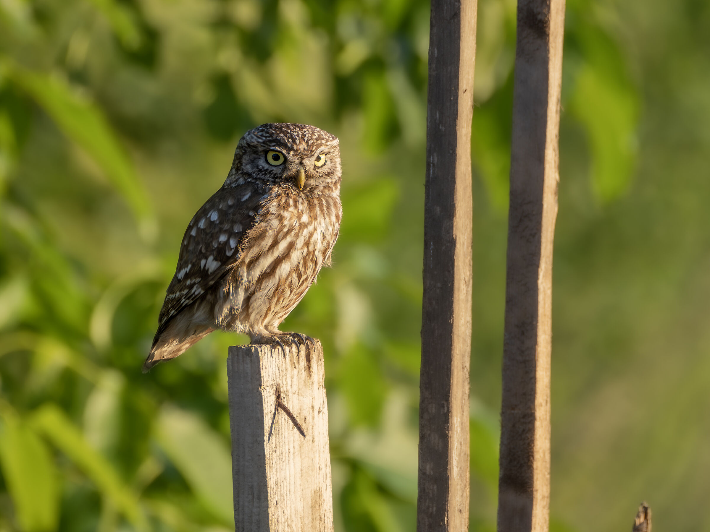 Athene noctua