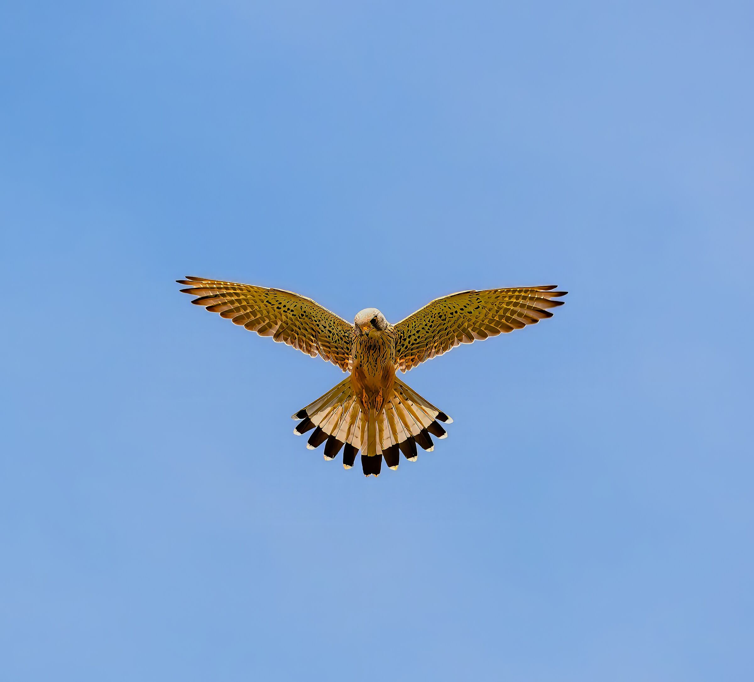 Kestrel