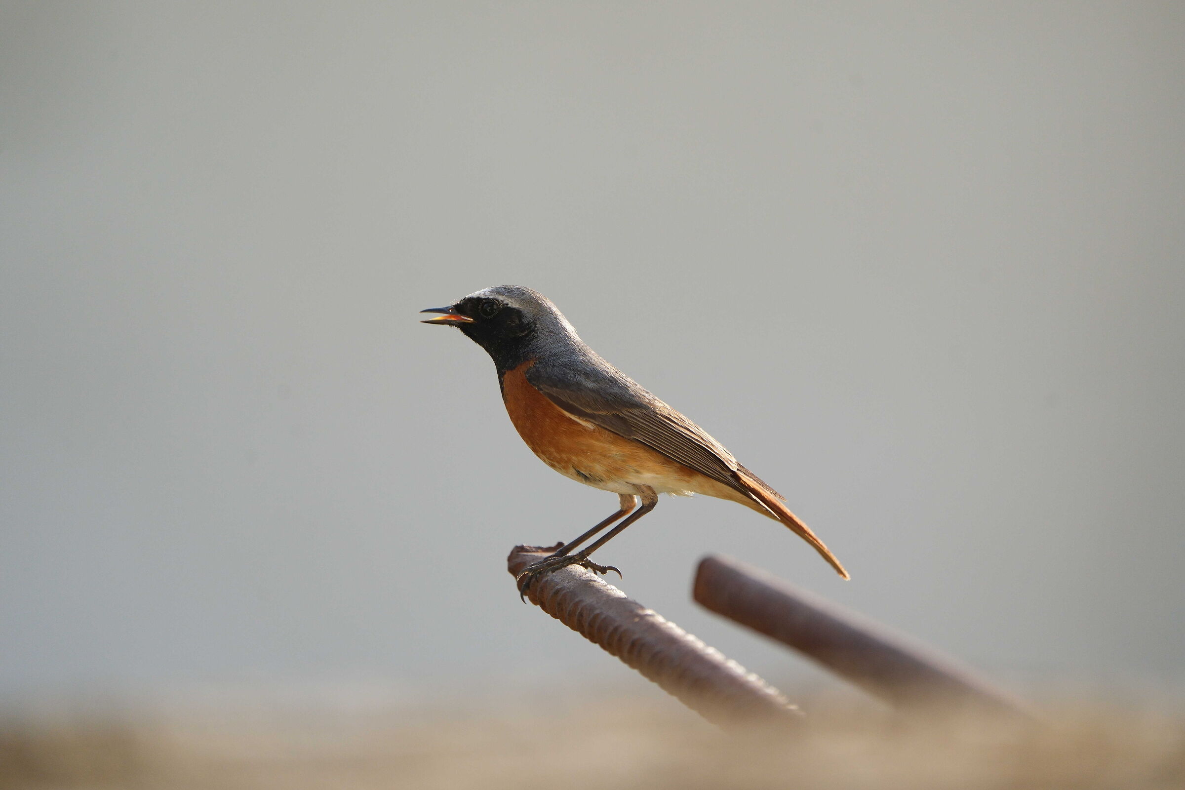 Redstart8