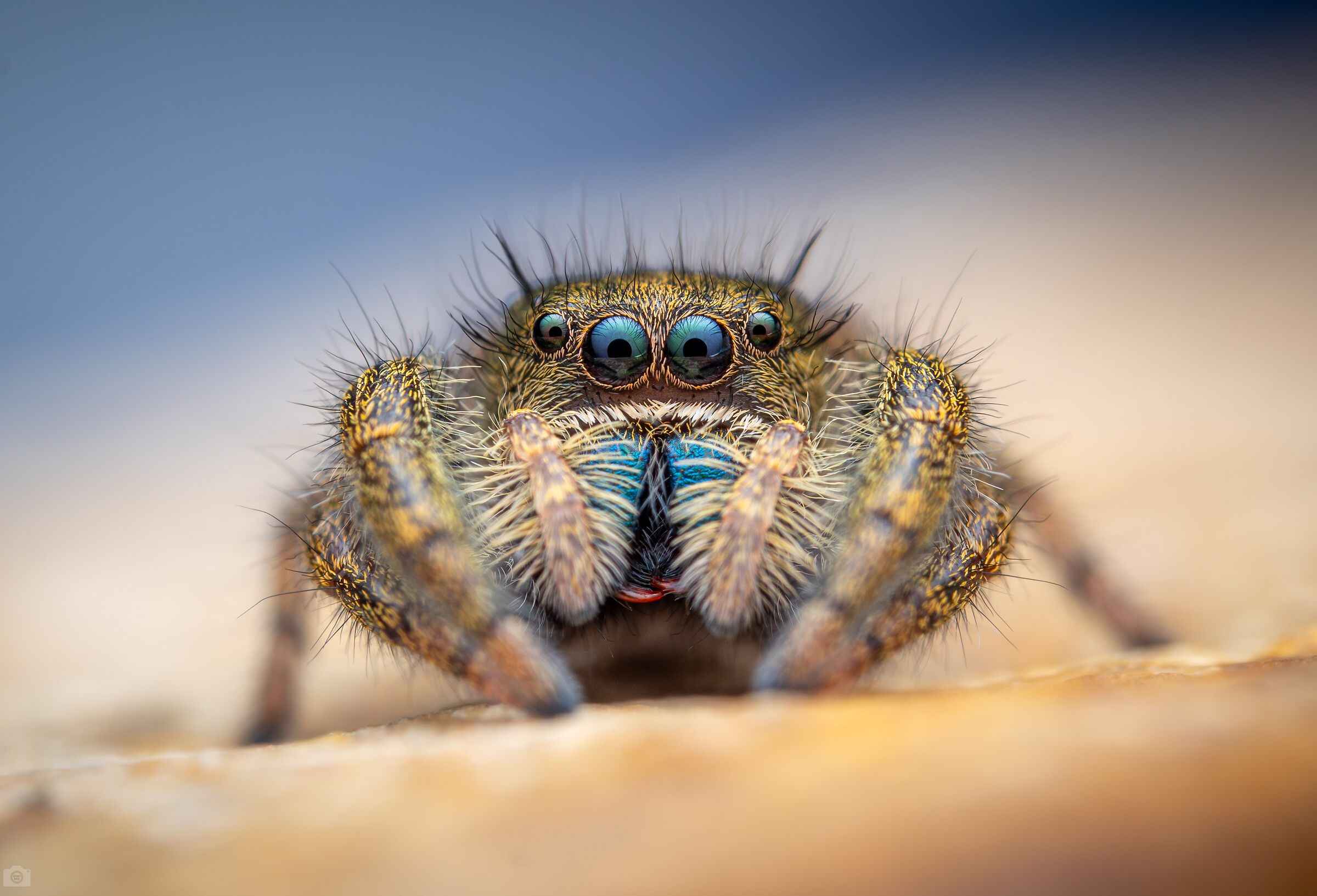 Ardens di Phidippus