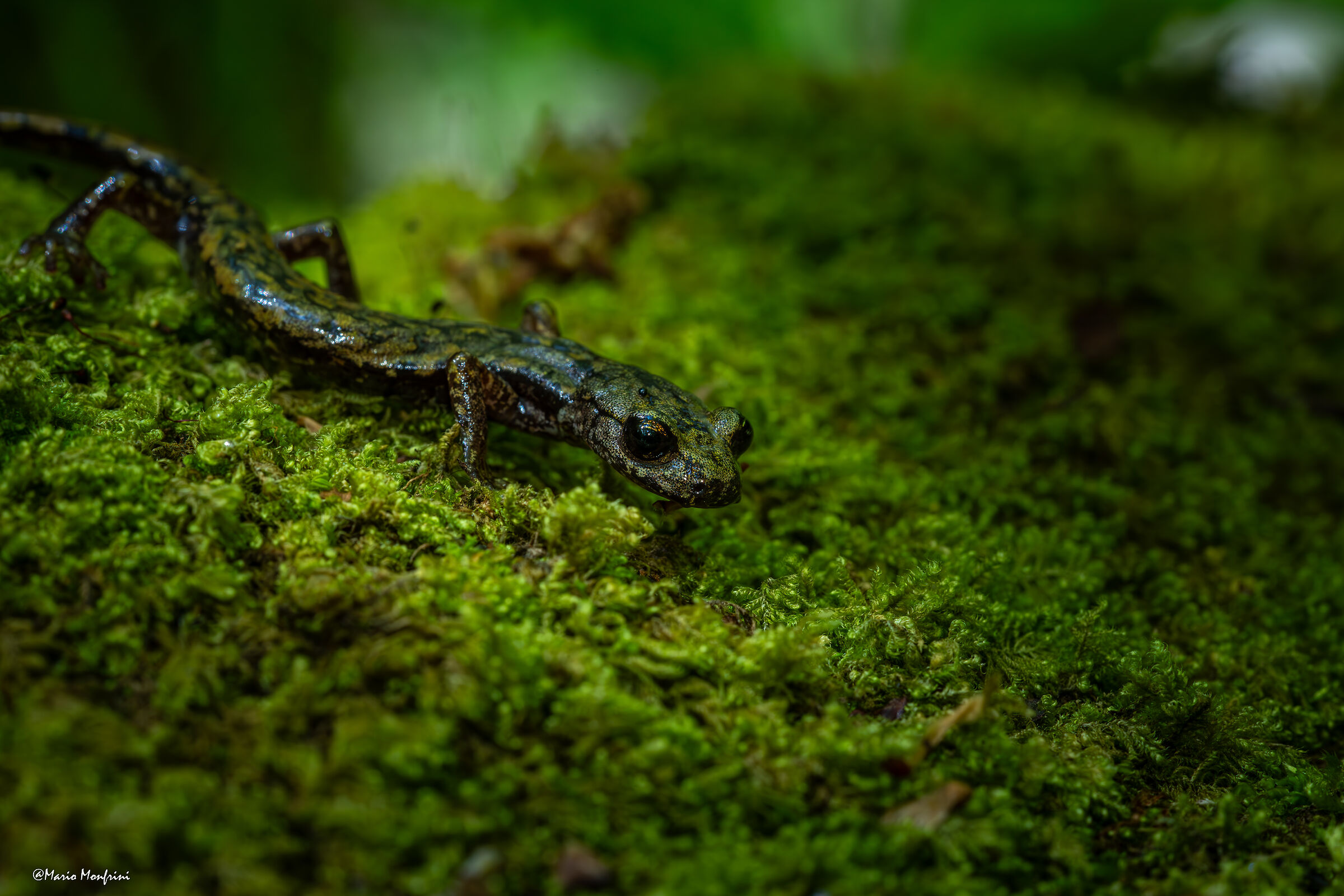 geotriton of Strinati