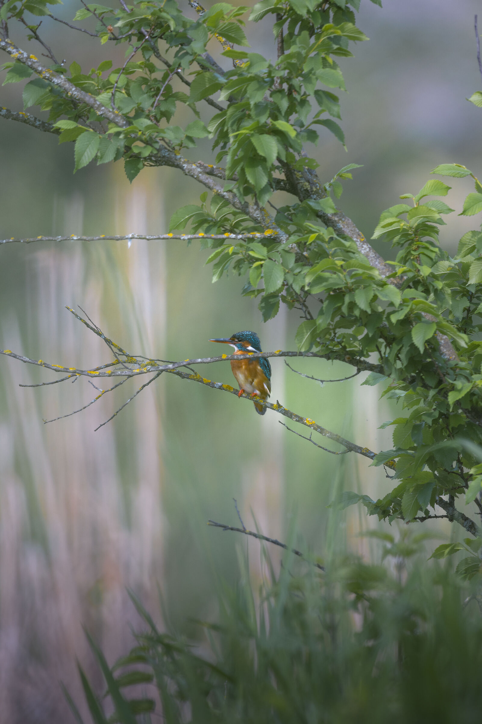 Female Kingfisher
