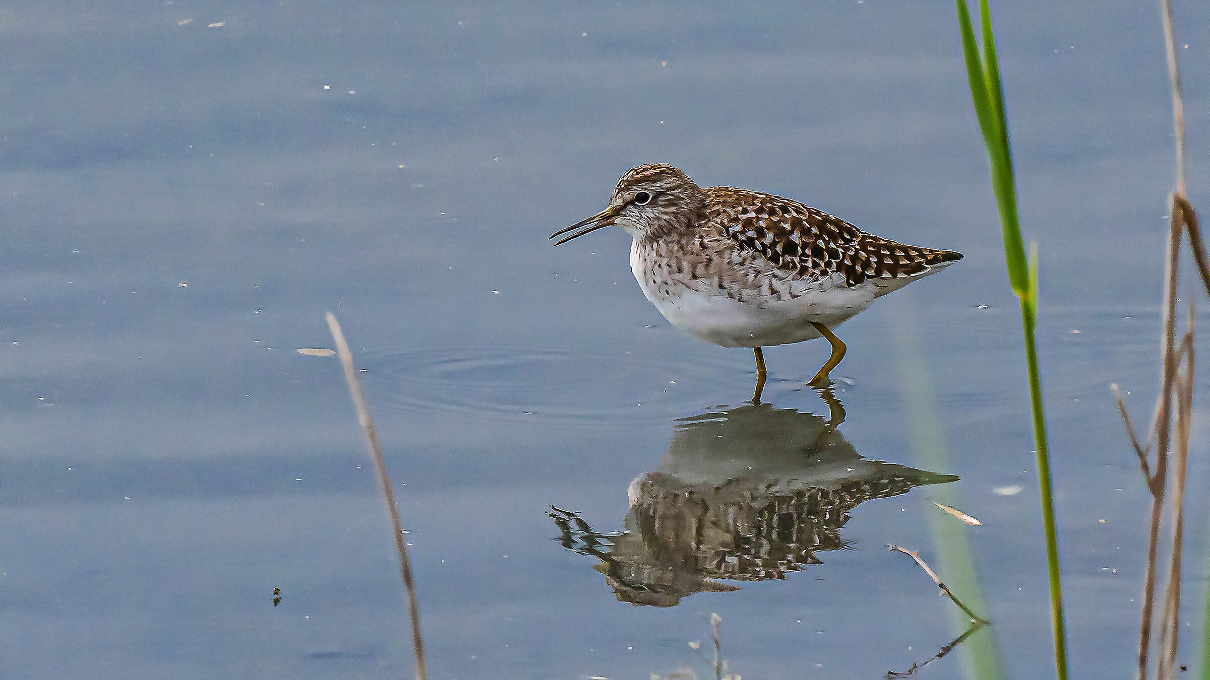Sandpiper Wood Sandpiper