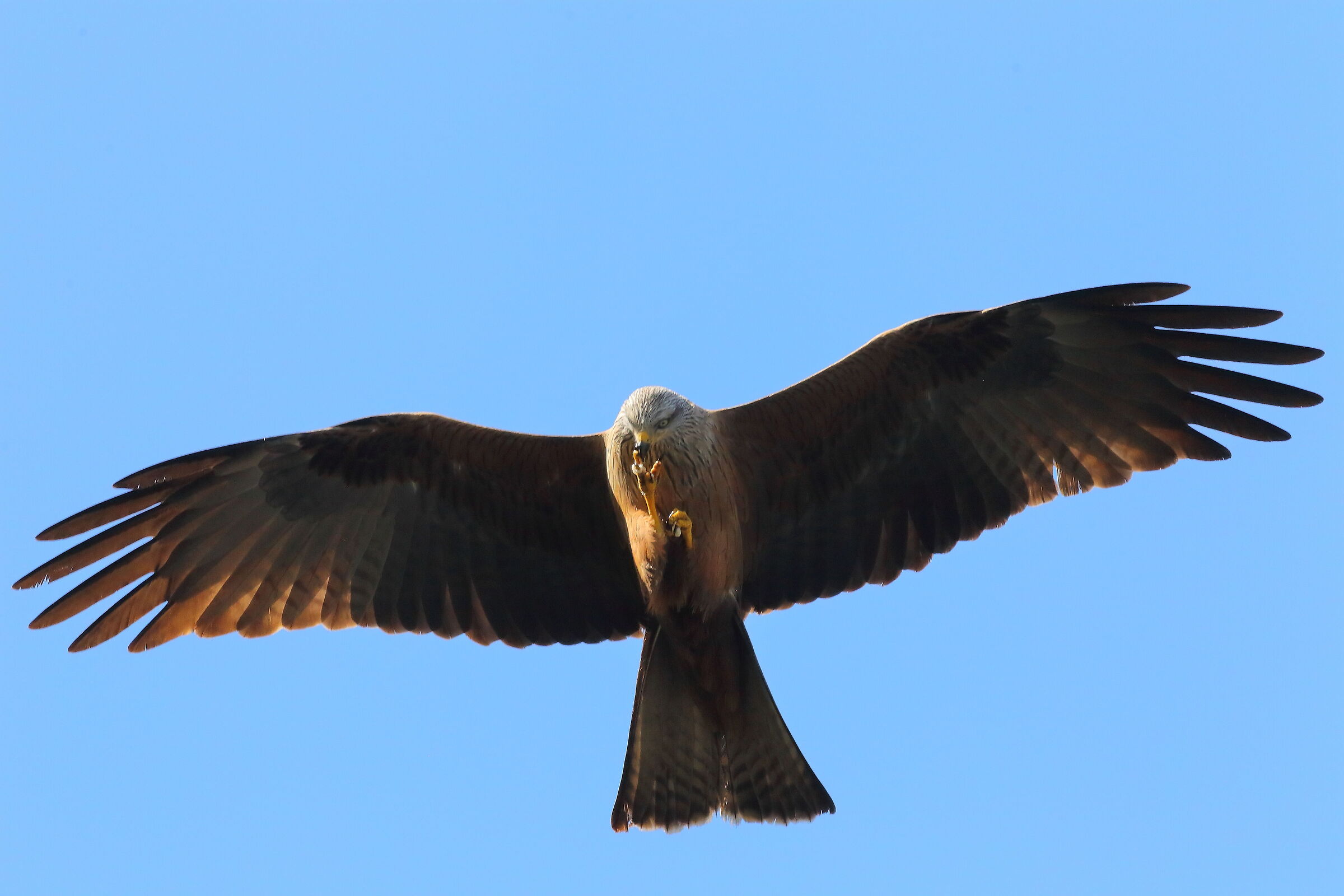 Black Kite 04 April 2024 - 7577