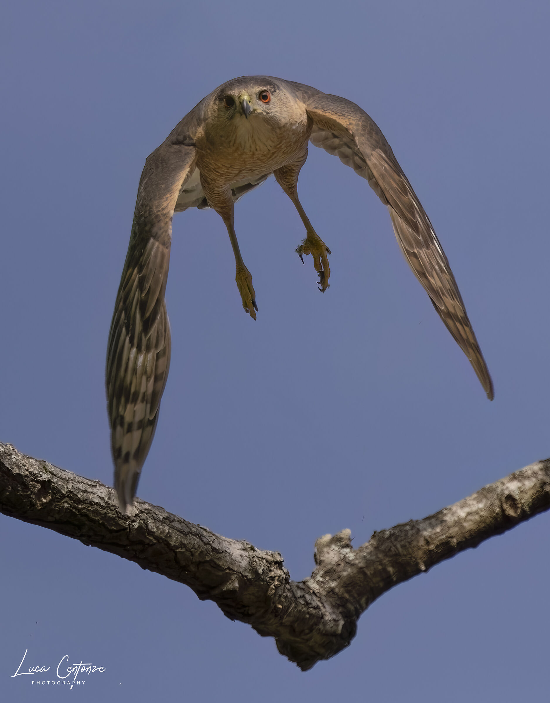 Cooper's Hawk (Accipiter cooperii)