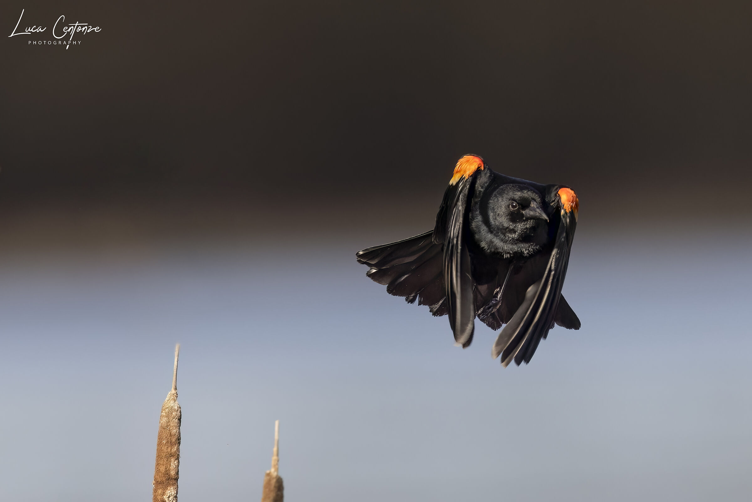 Red-winged blackbird (Maschio)