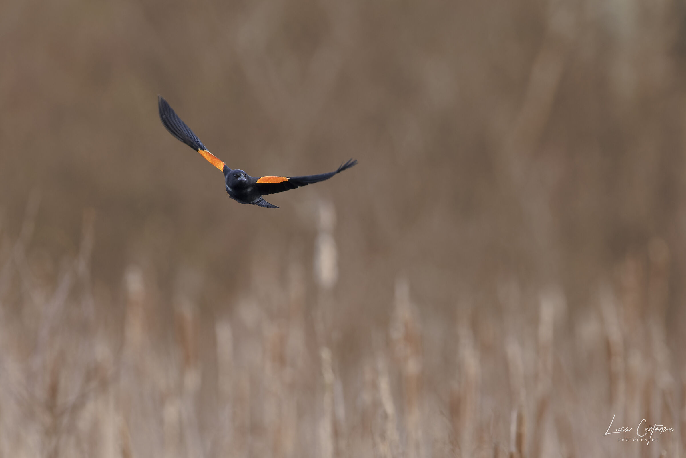 Red-winged blackbird (Maschio)
