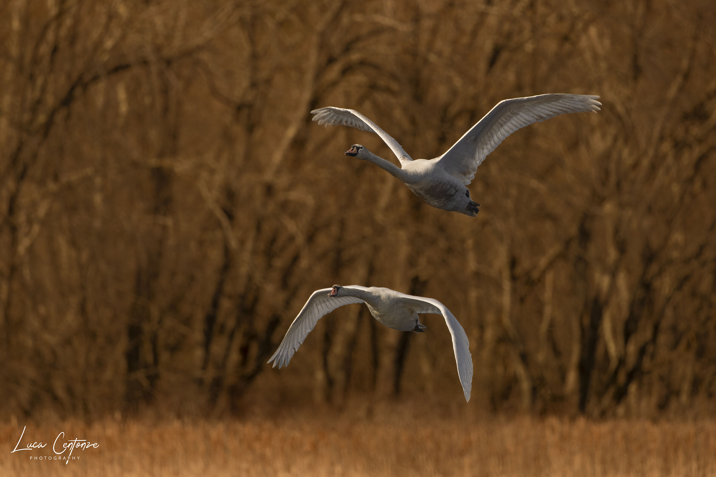 Coppia di Cigni in volo sulla palude