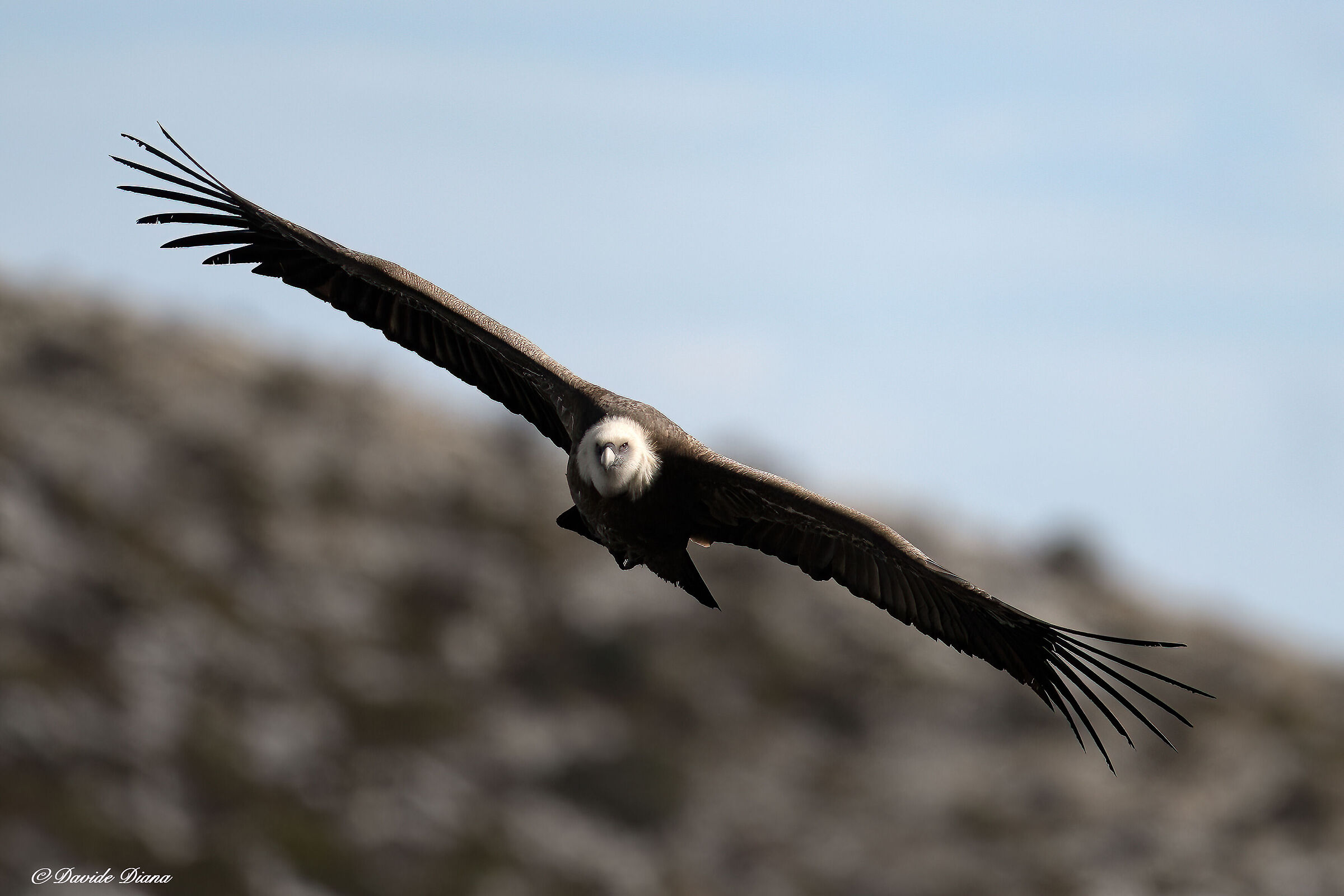 Griffon vulture - Gorges du Verdon