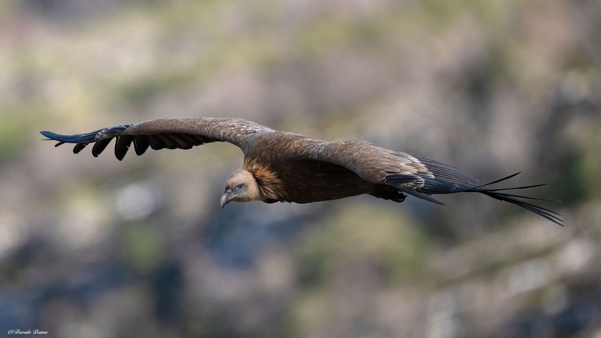 Griffon vulture - Gorges du Verdon