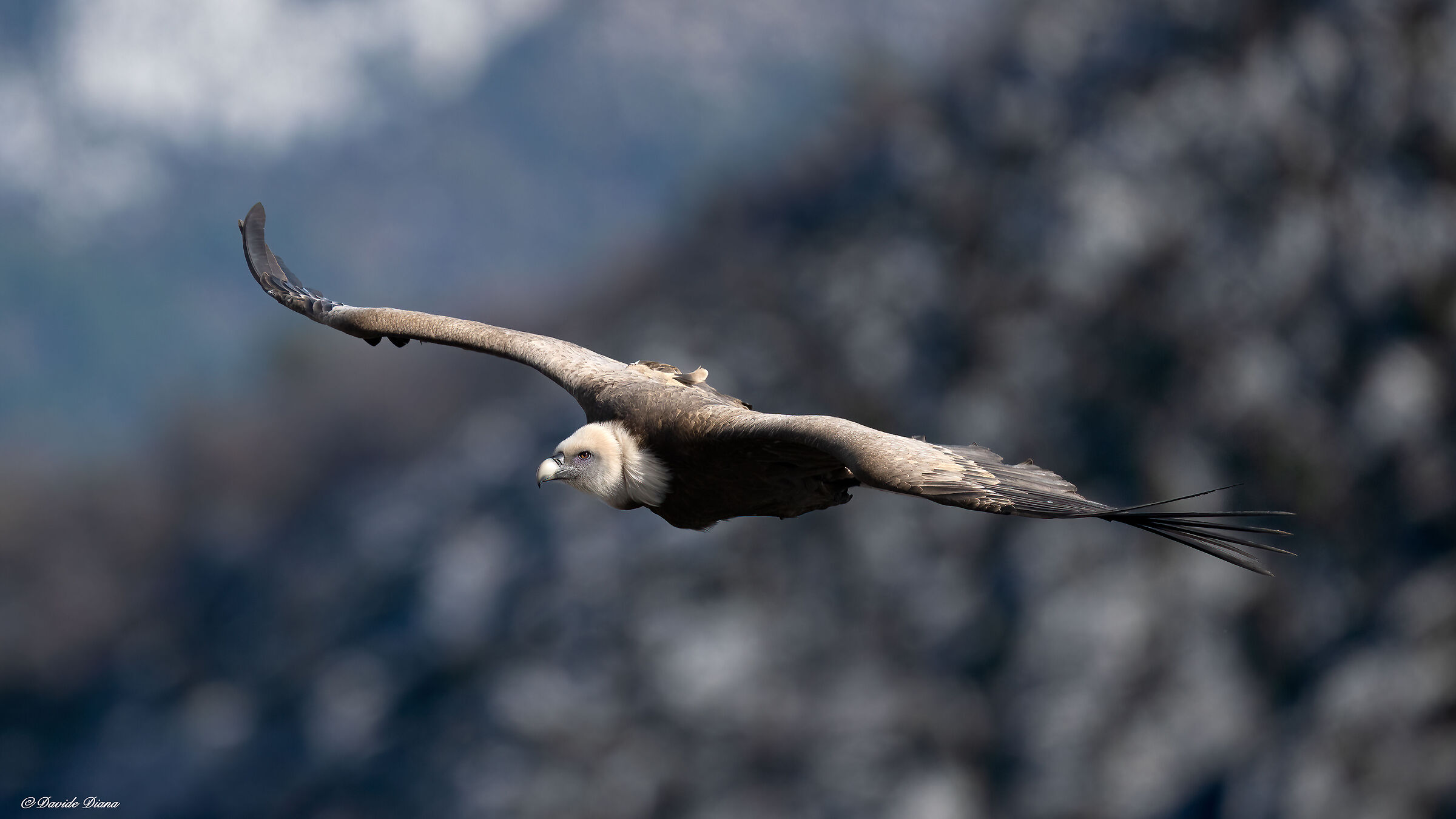 Griffon vulture - Gorges du Verdon