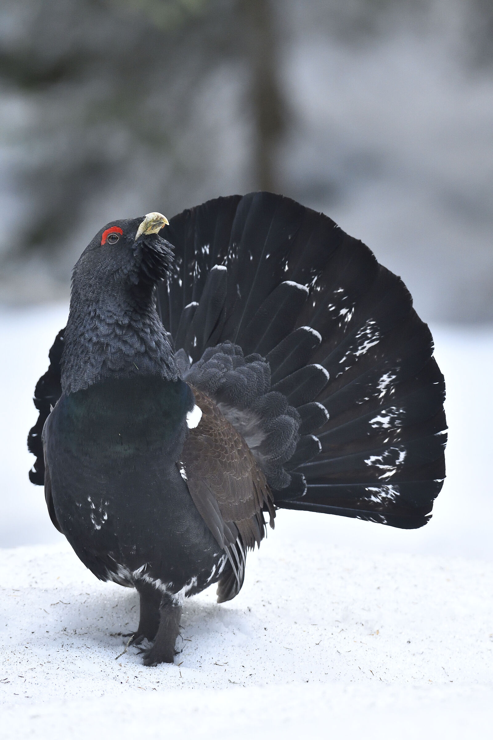 Elegance in the forest