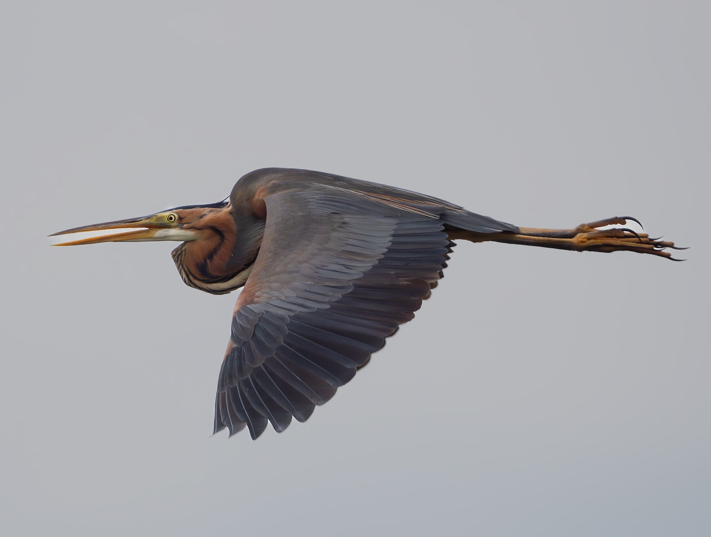 Purple heron in flight