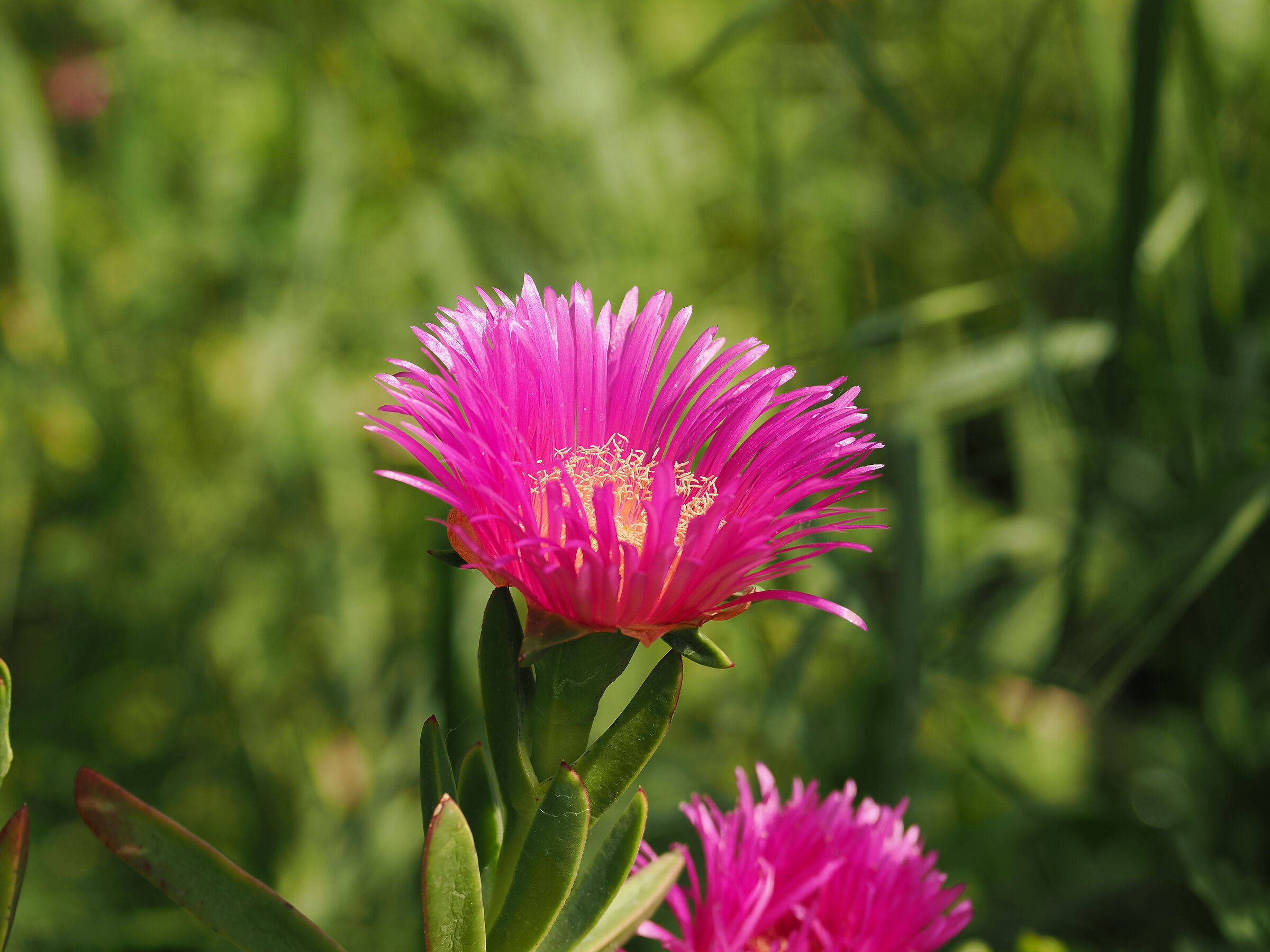 carpobrotus edulis o fico degli ottentotti