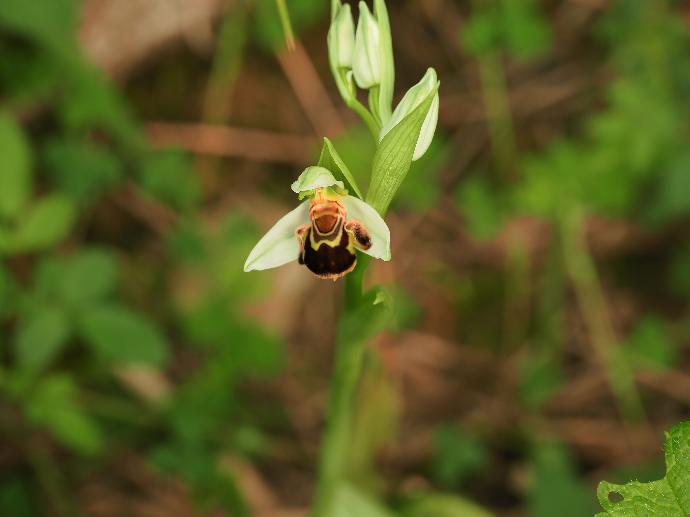 ophrys apifera o fior di vespa