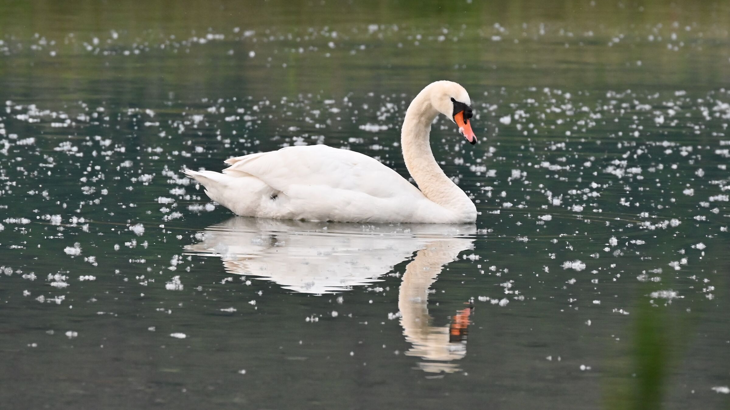 Swan among the pappi