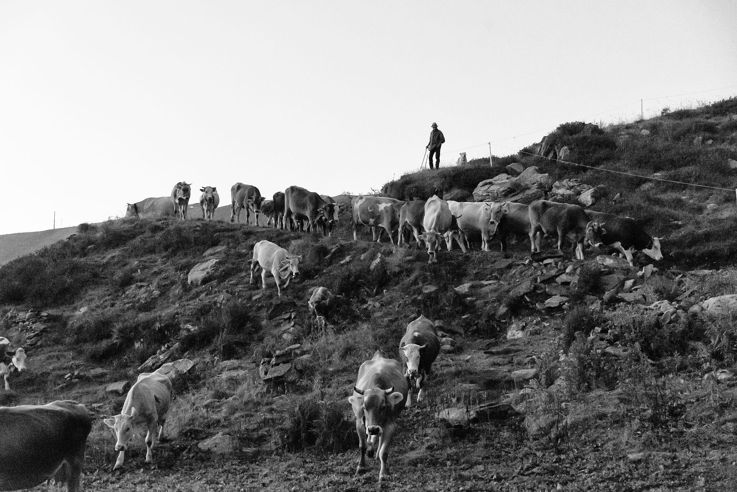 The Malghese (malga project)